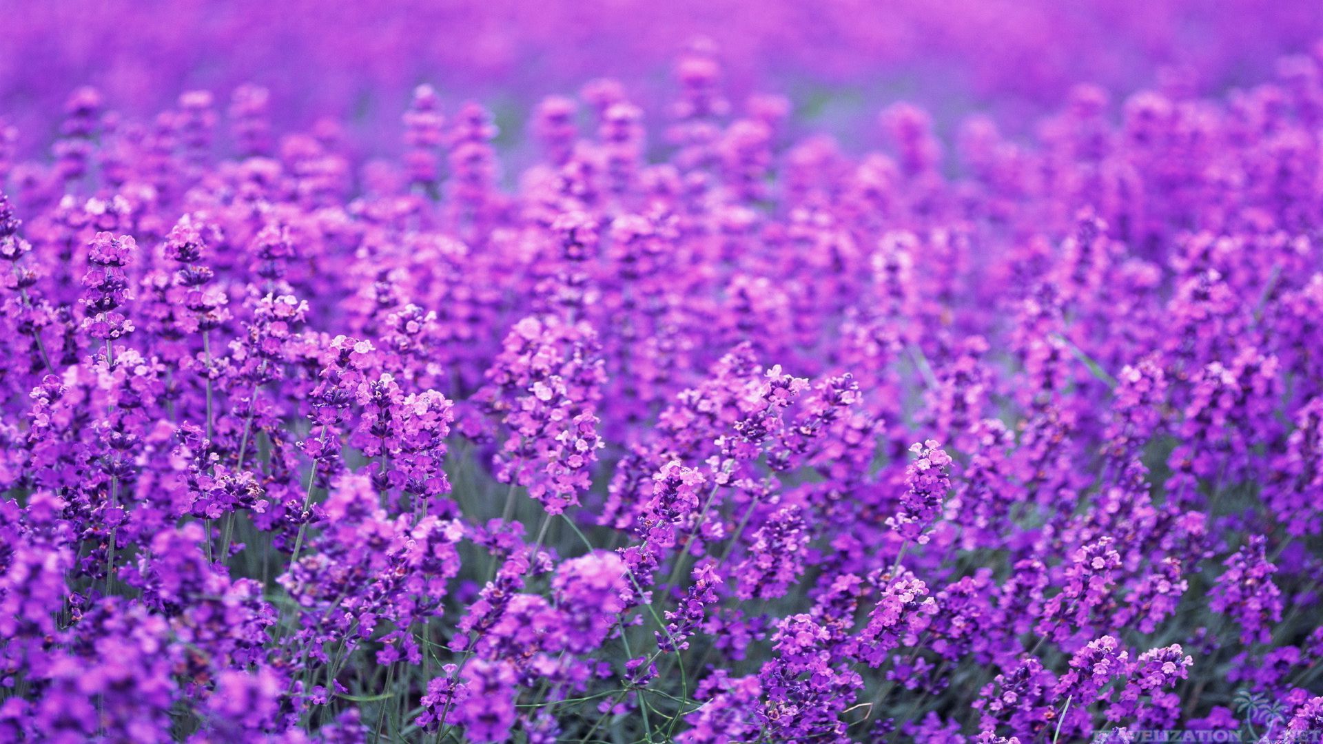 Lavender Desktop Wallpapers