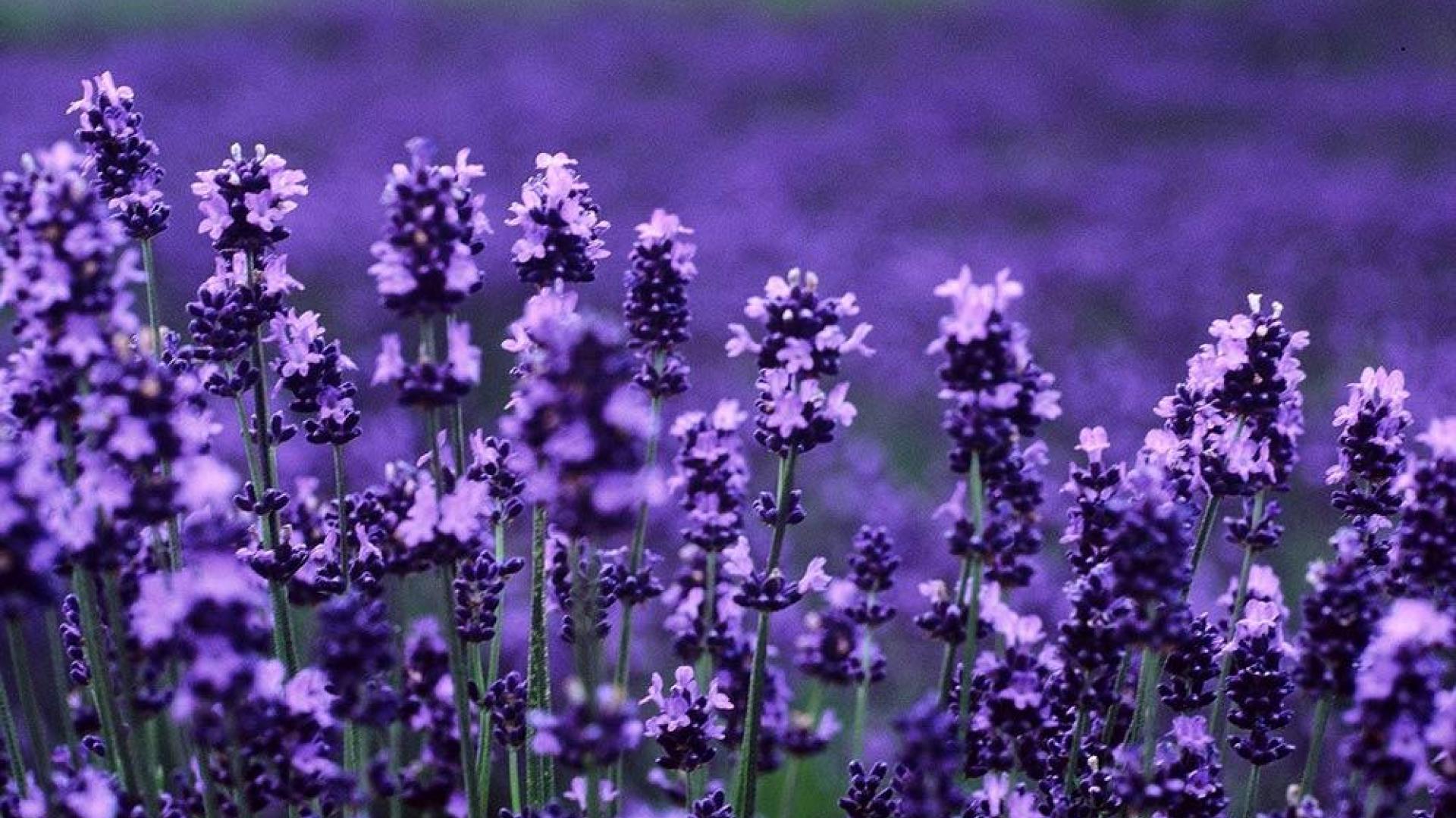 Lavender Desktop Wallpapers