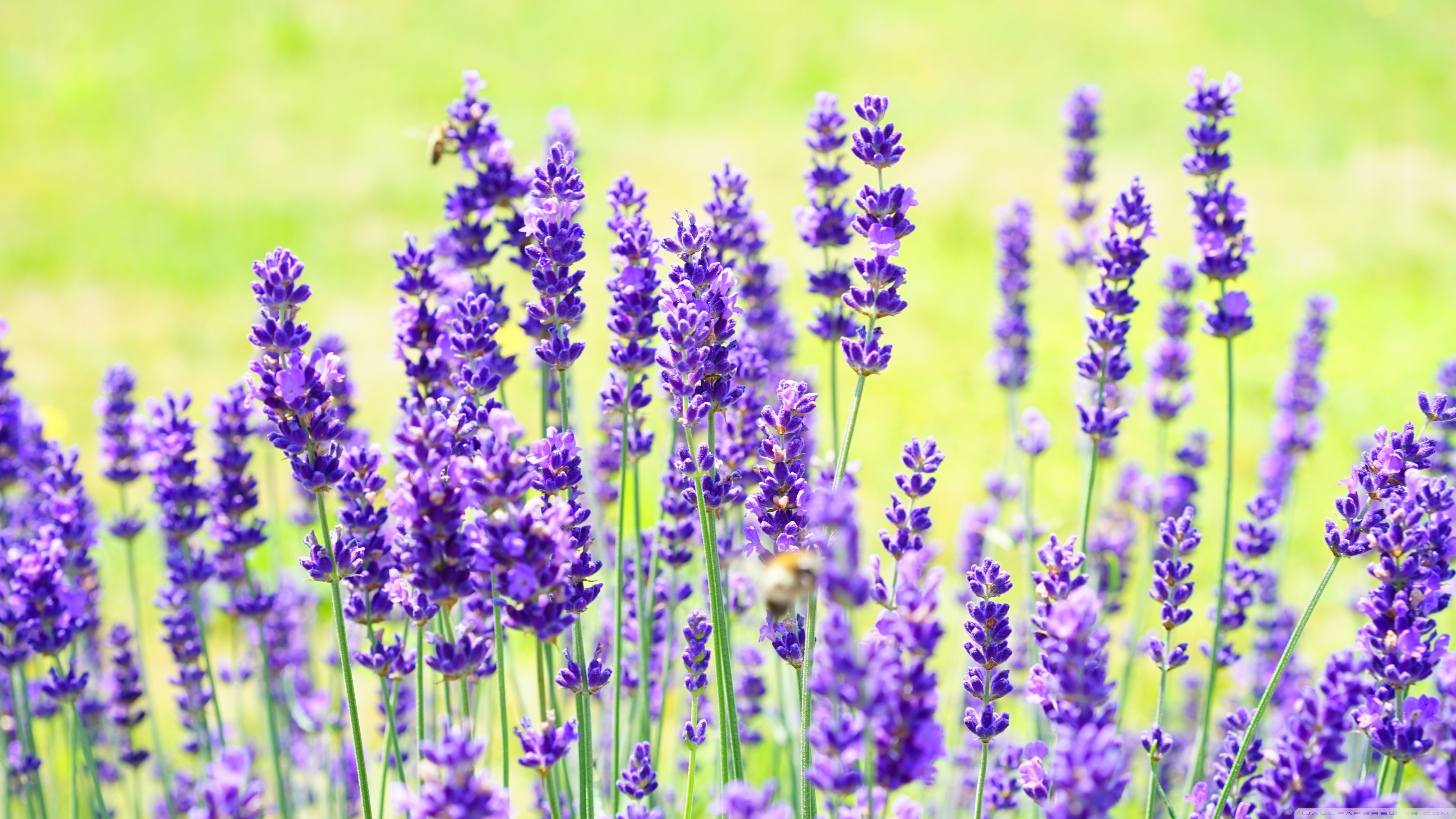 Lavender Desktop Wallpapers