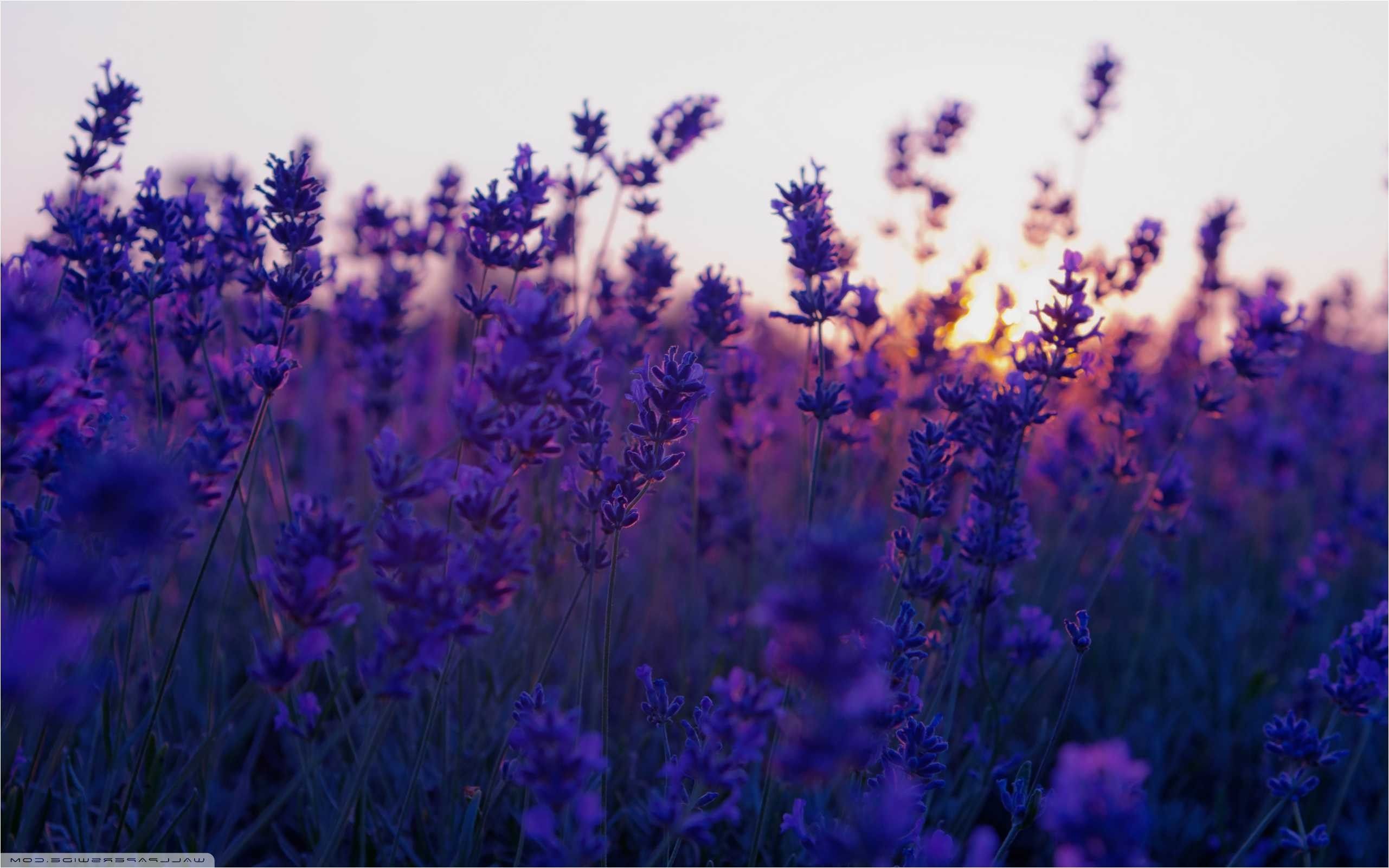 Lavender Desktop Wallpapers