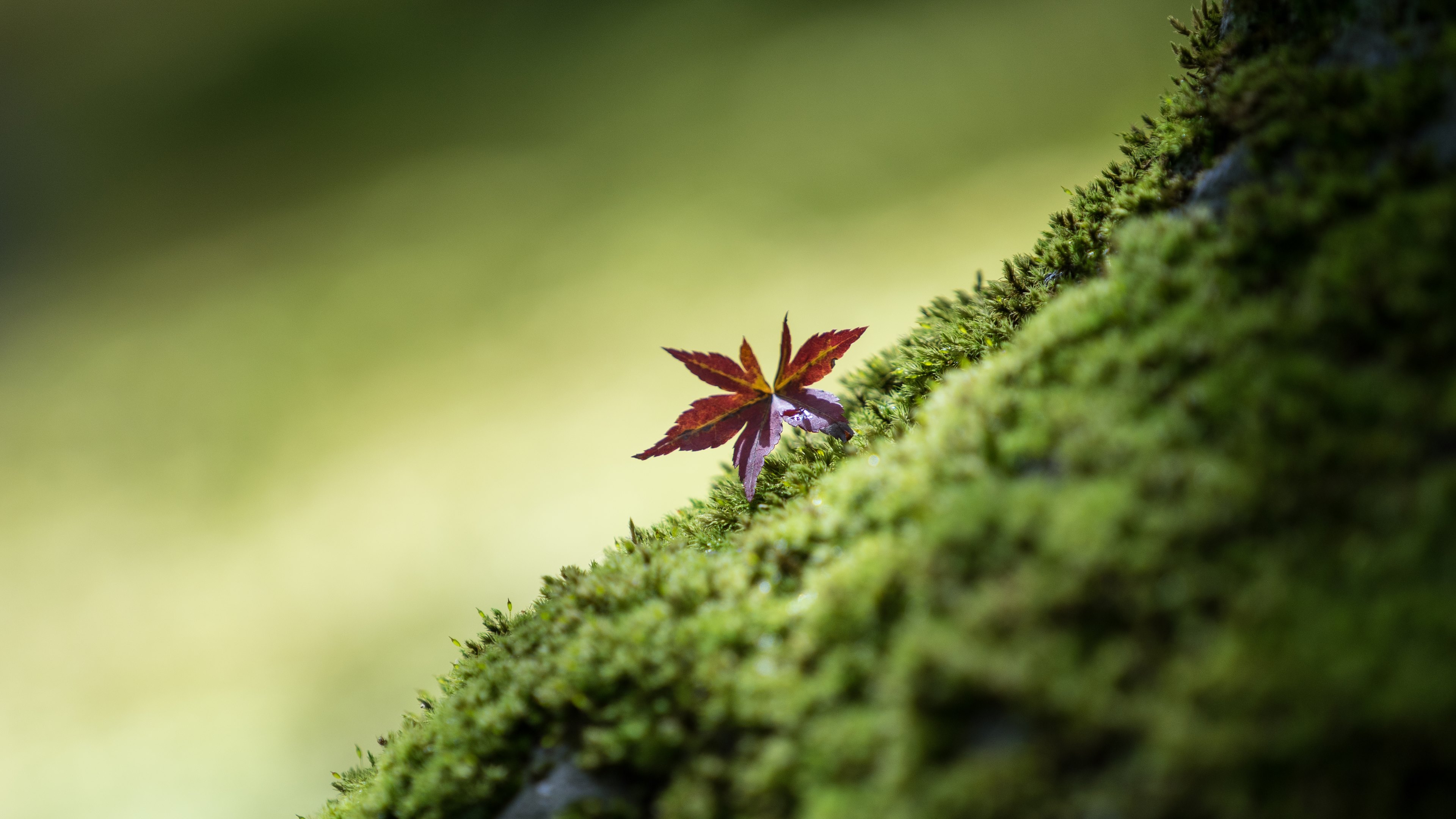 Leaves Desktop Wallpapers