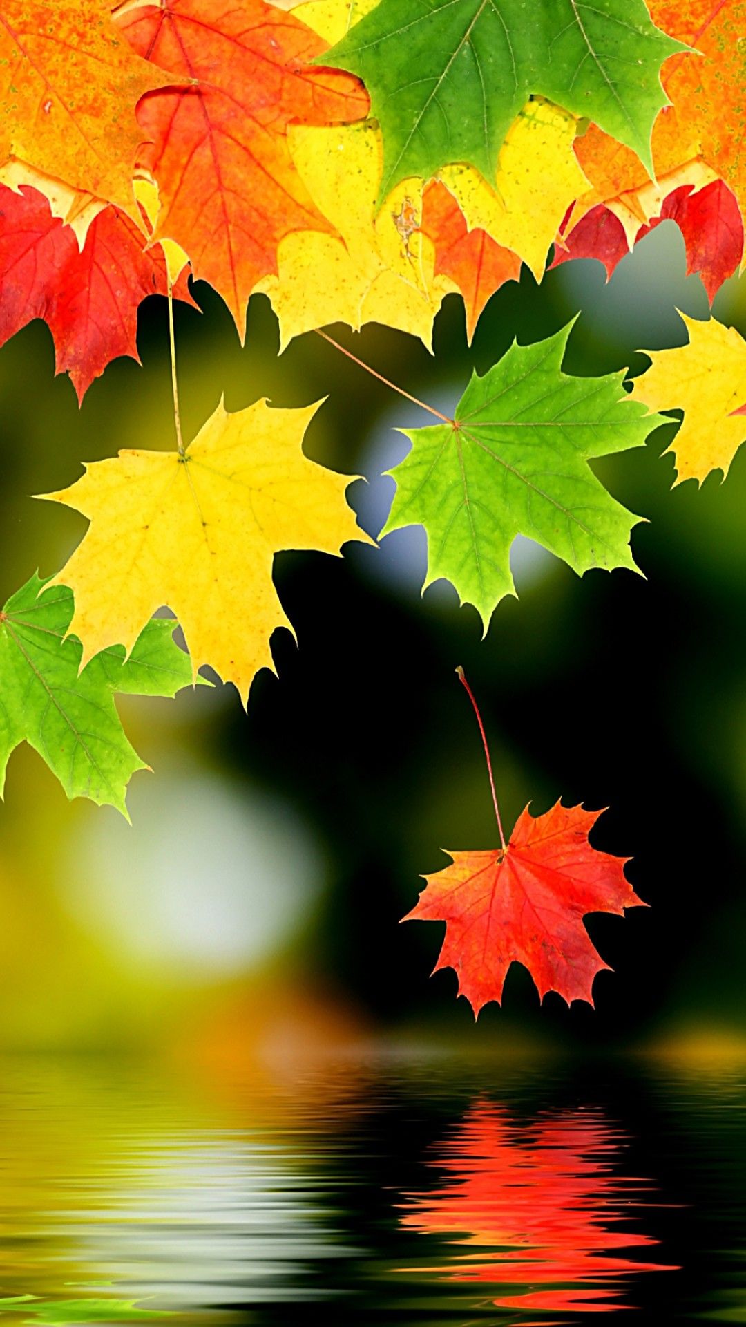 Leaves Hd Wallpapers