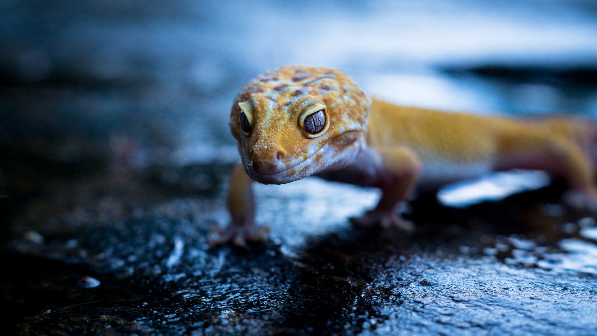 Leopard Gecko Wallpapers