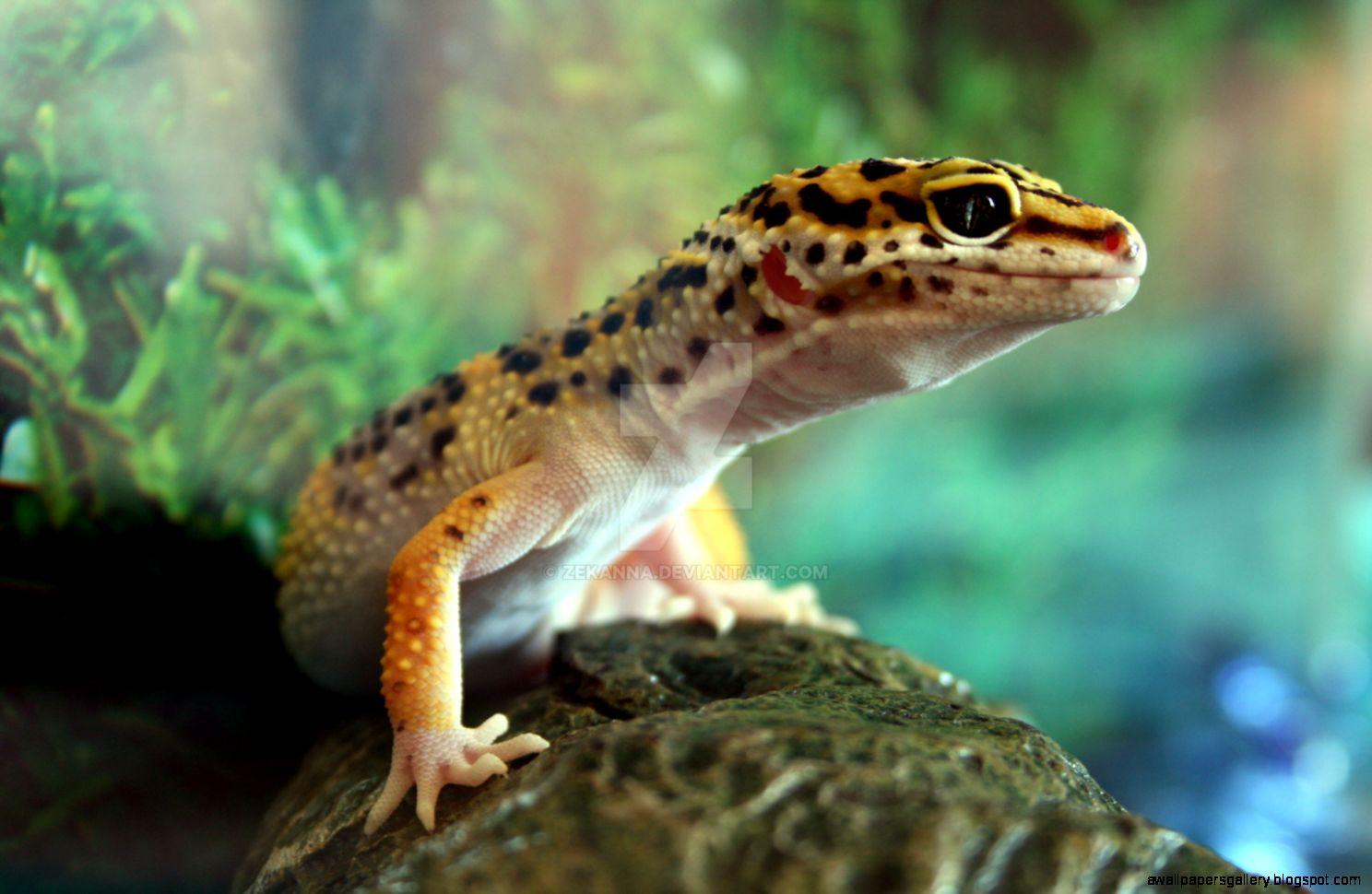 Leopard Gecko Wallpapers