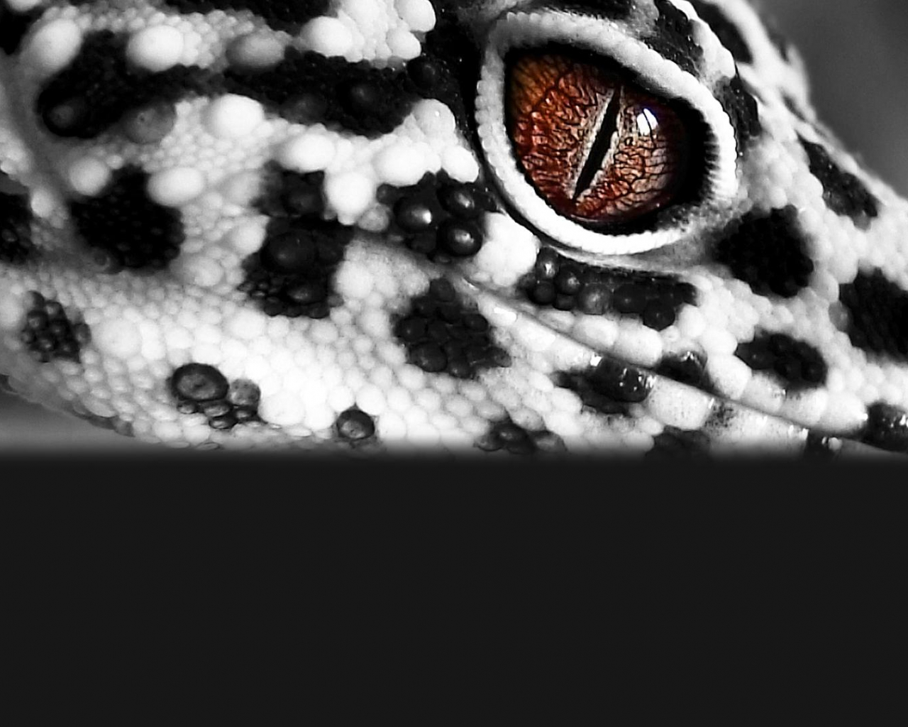 Leopard Gecko Wallpapers