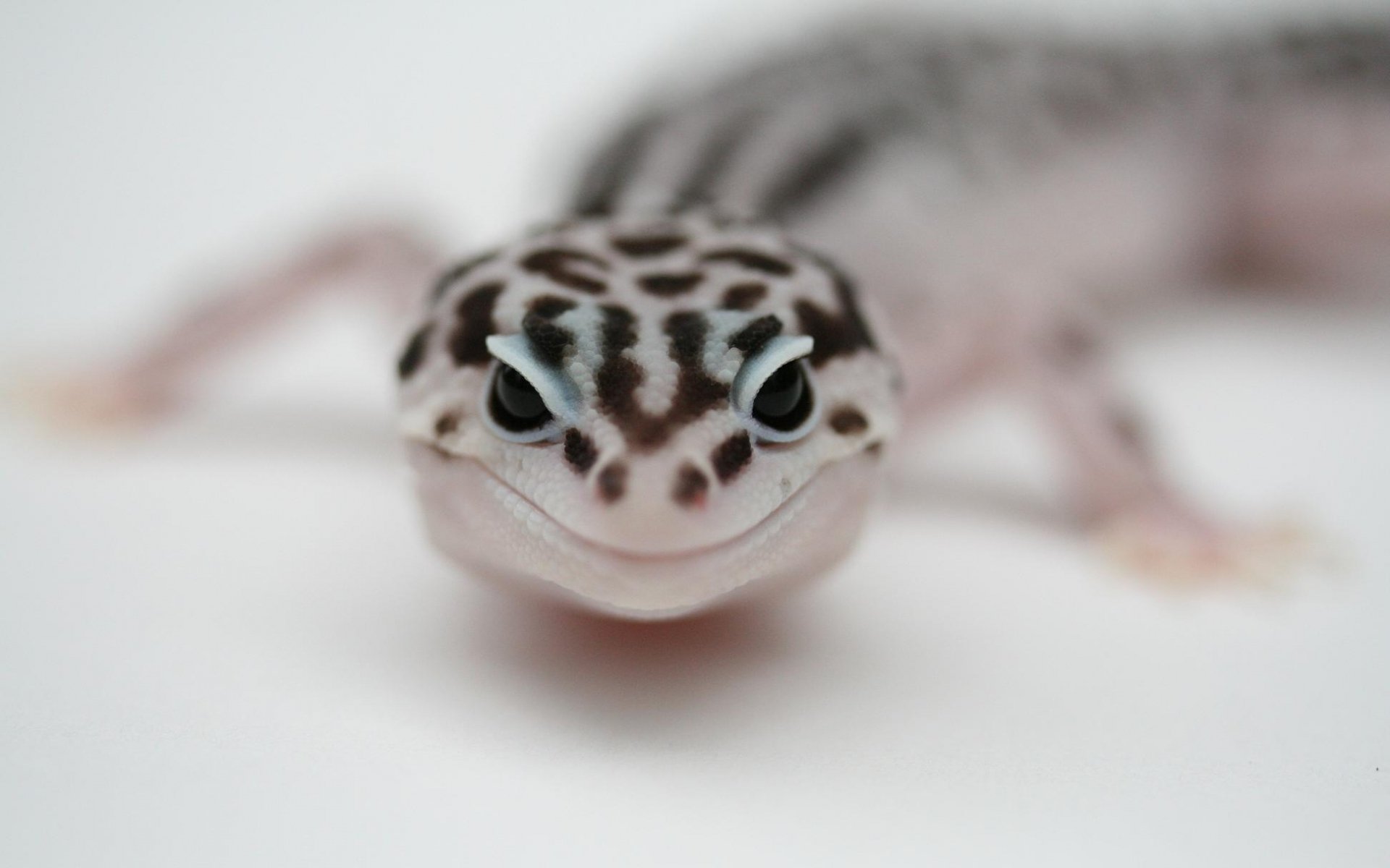 Leopard Gecko Wallpapers