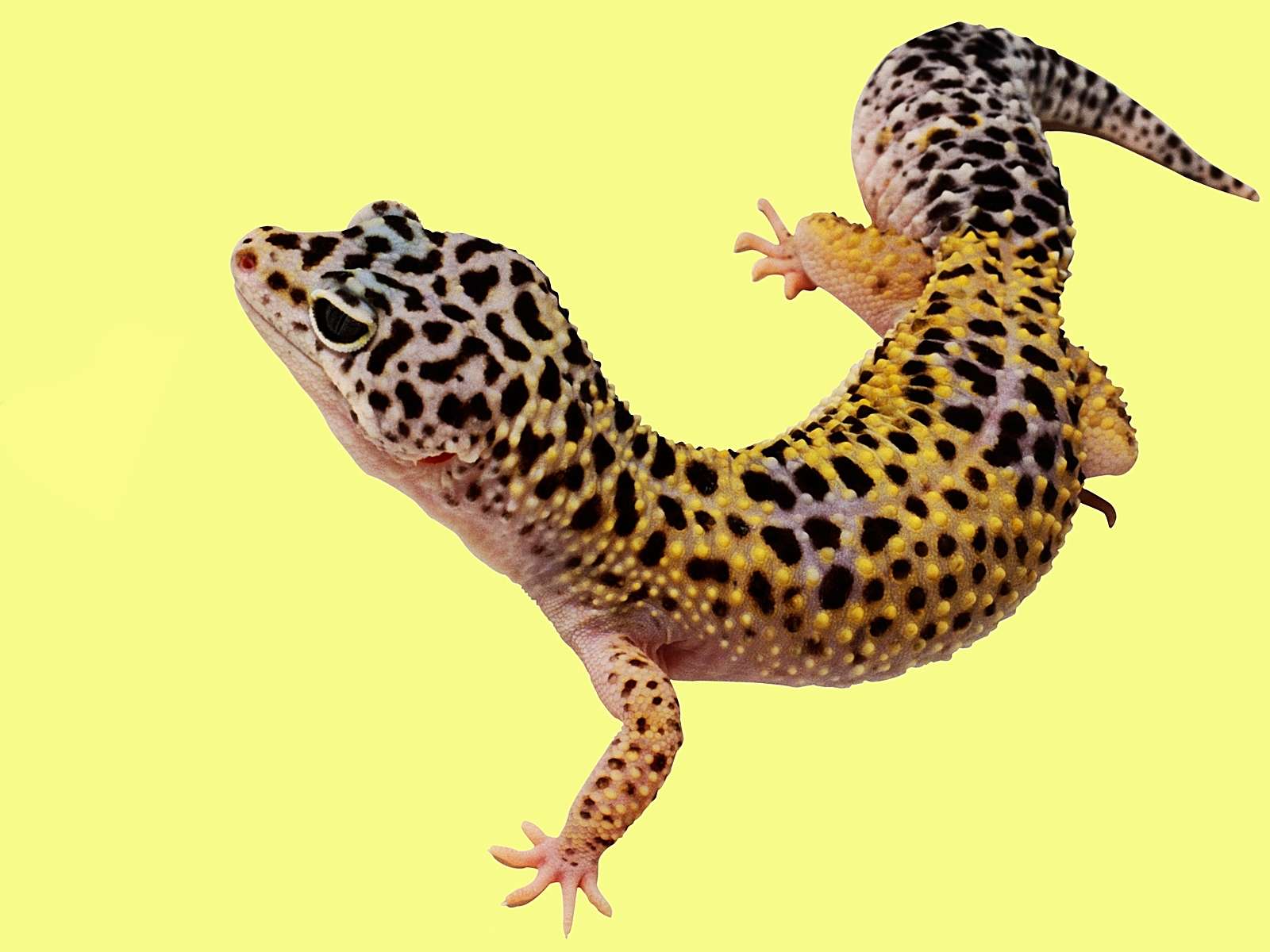 Leopard Gecko Wallpapers