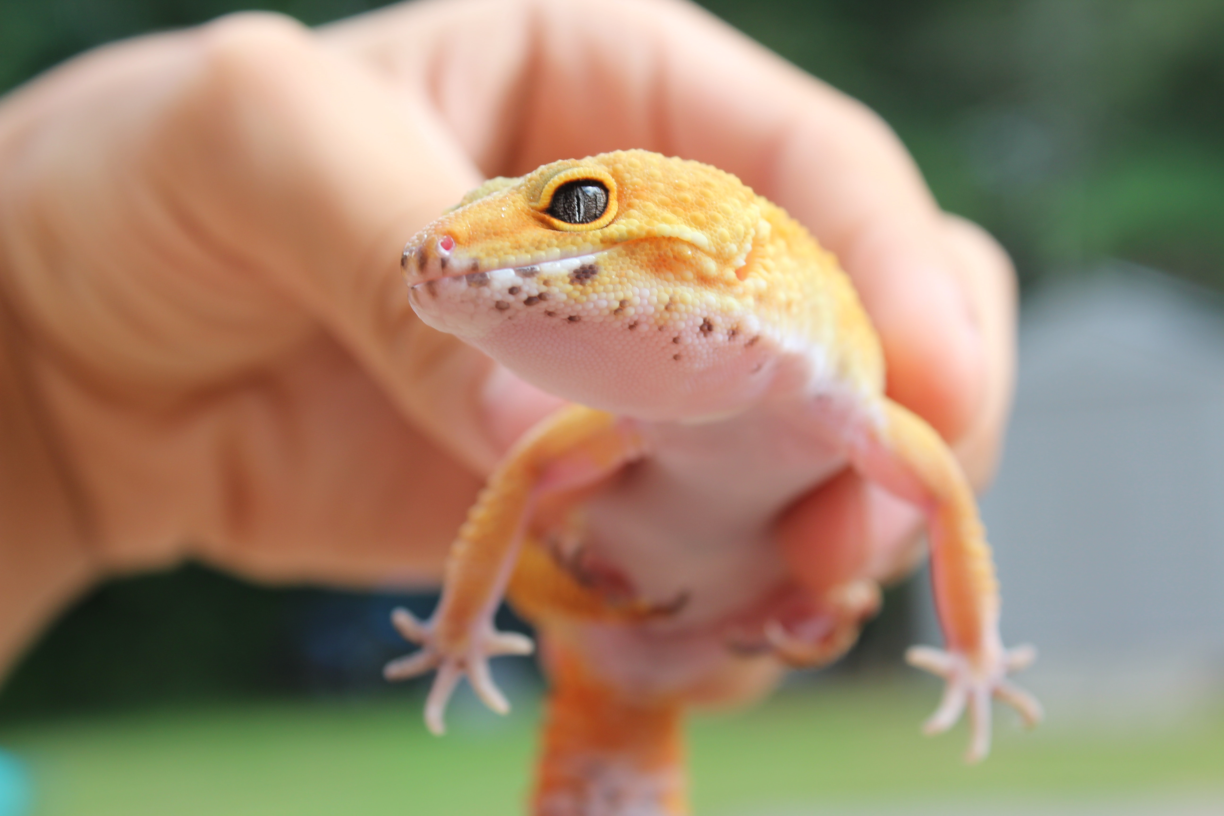 Leopard Gecko Wallpapers