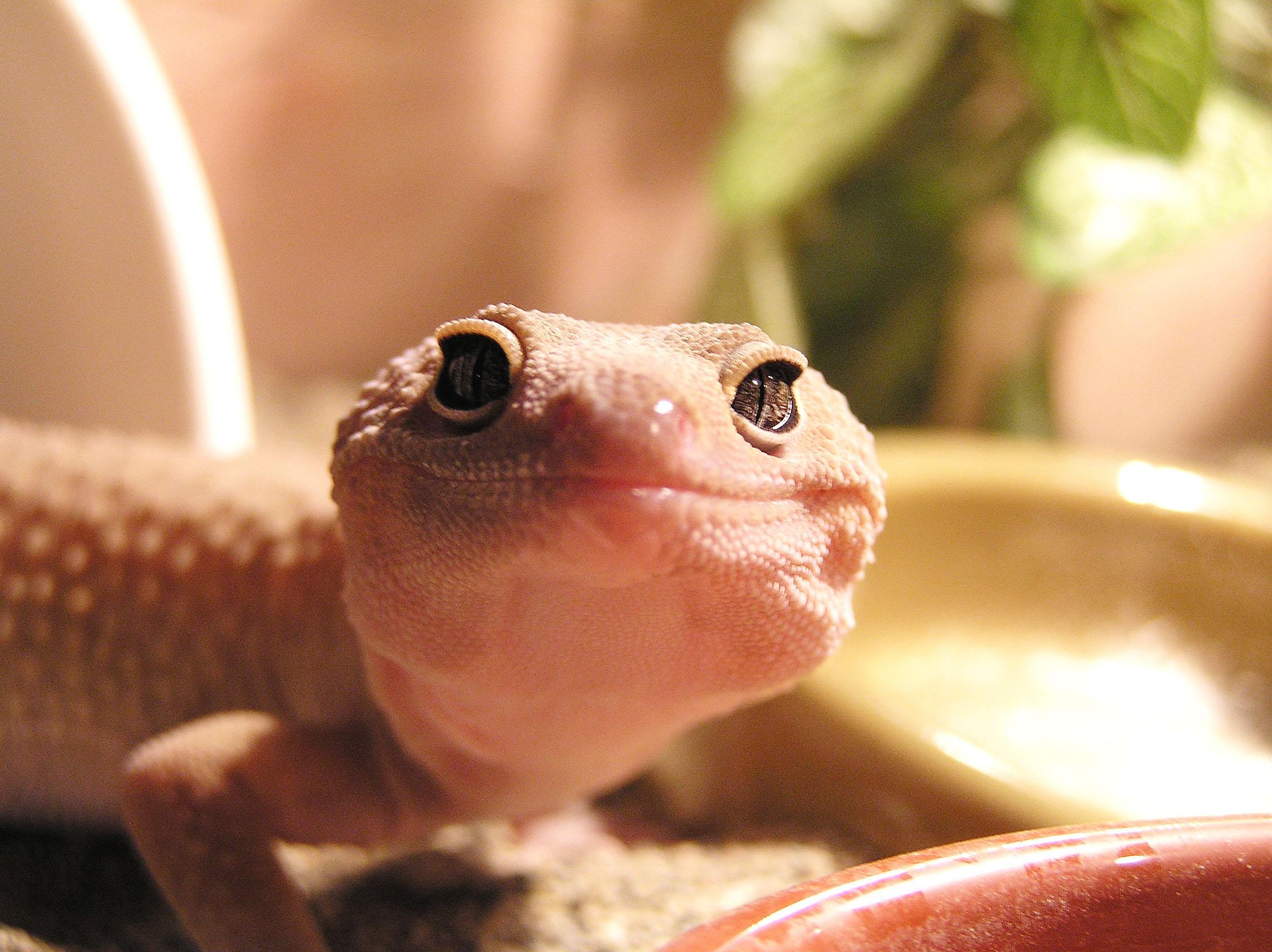 Leopard Gecko Wallpapers