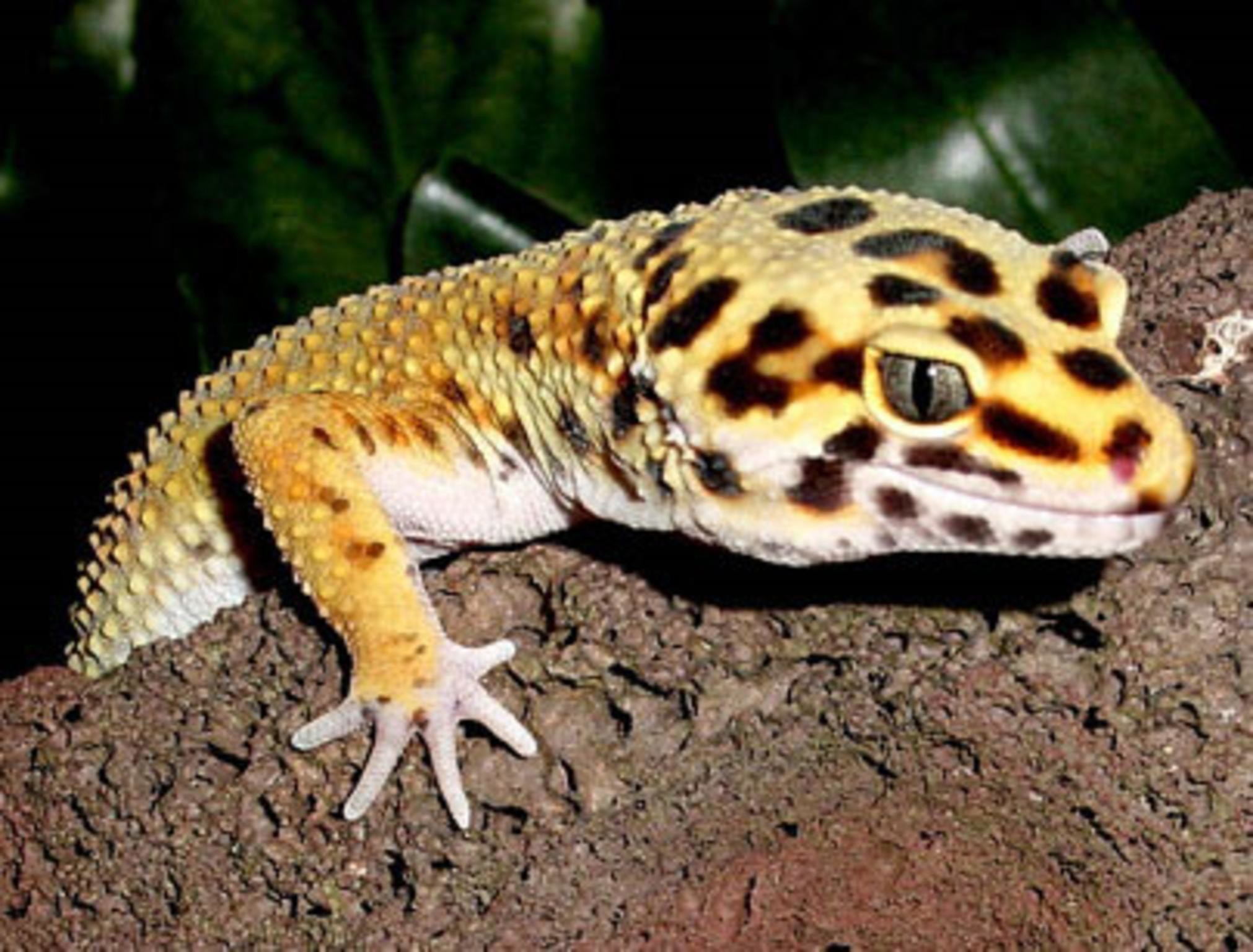 Leopard Gecko Wallpapers