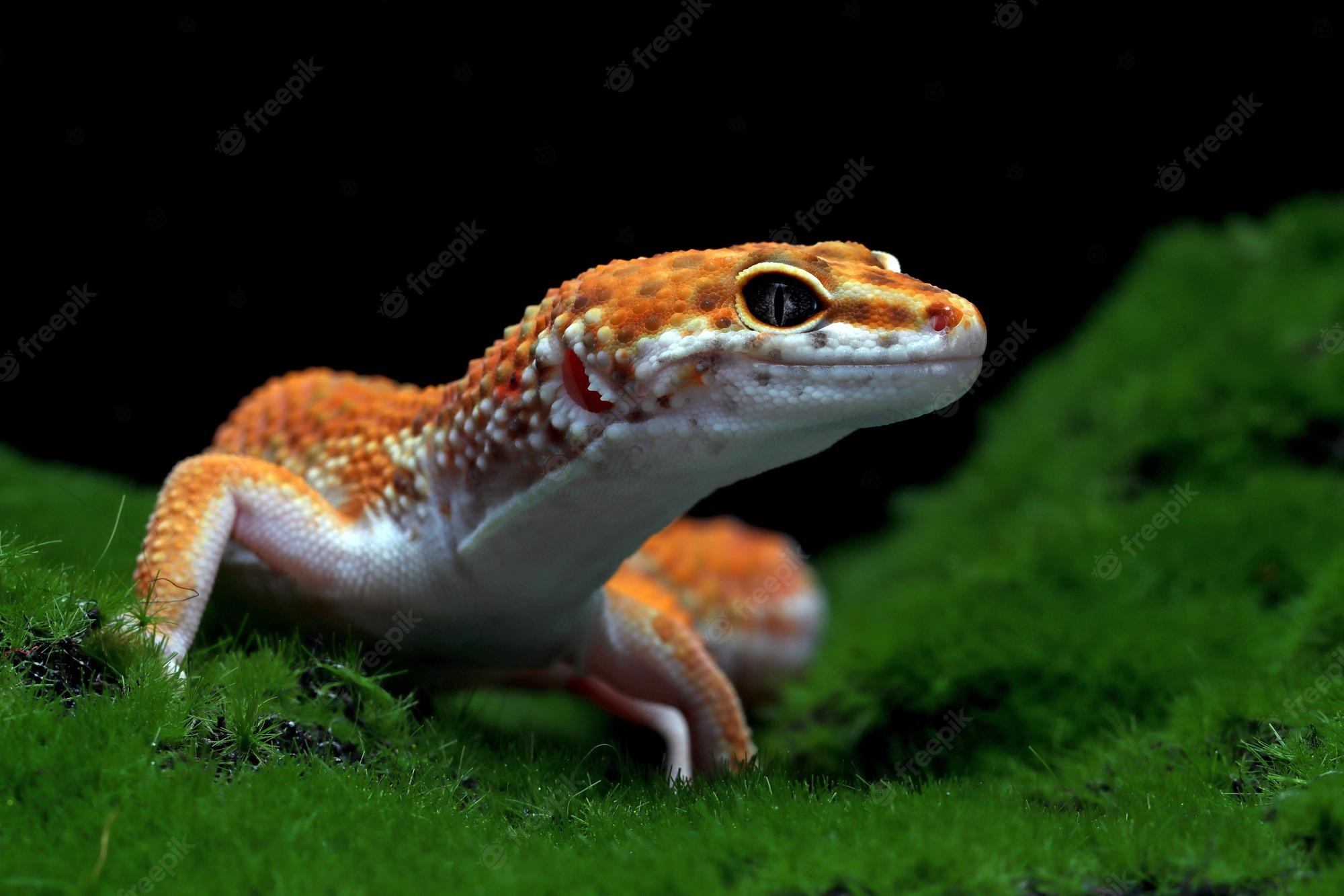 Leopard Gecko Wallpapers