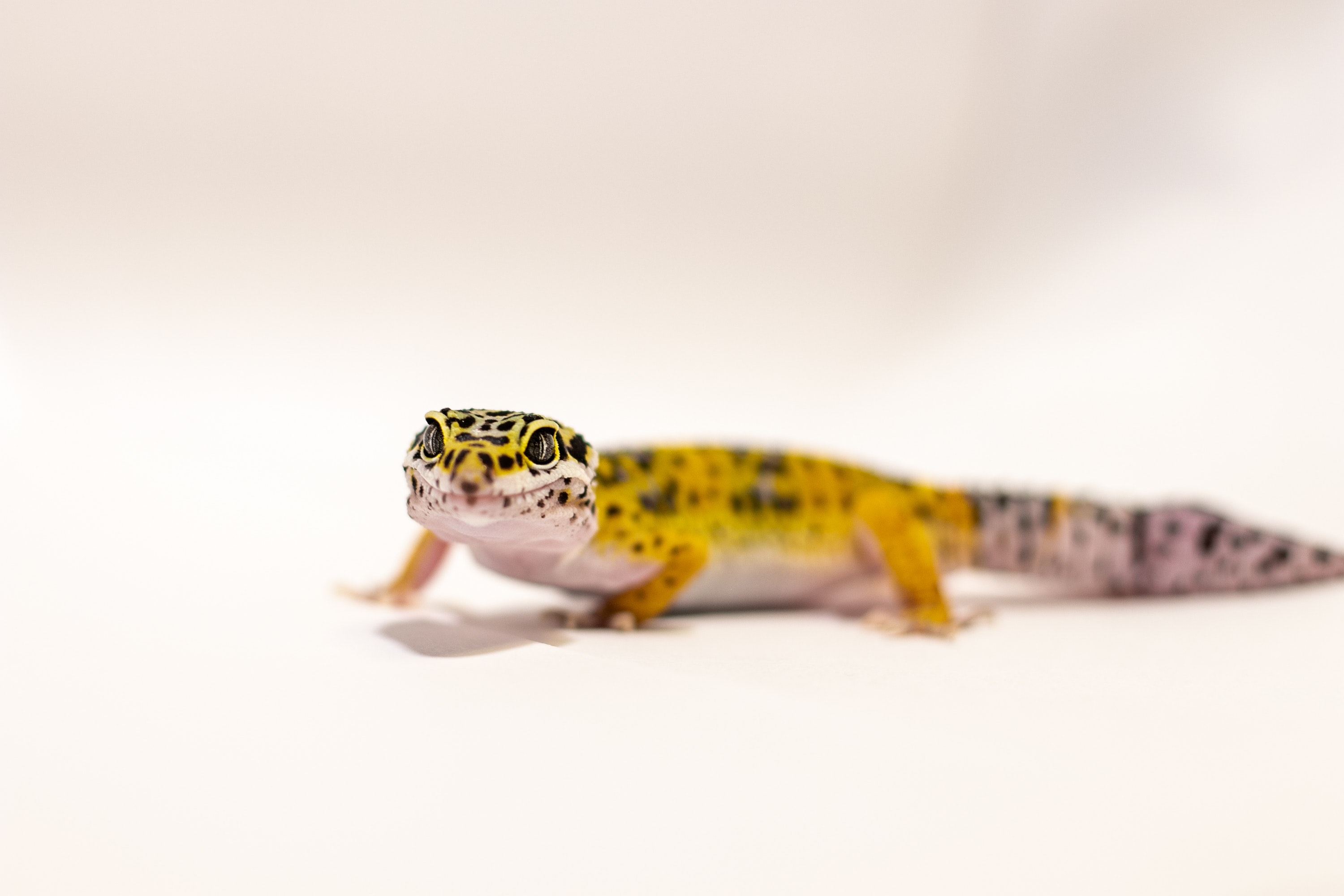 Leopard Gecko Wallpapers