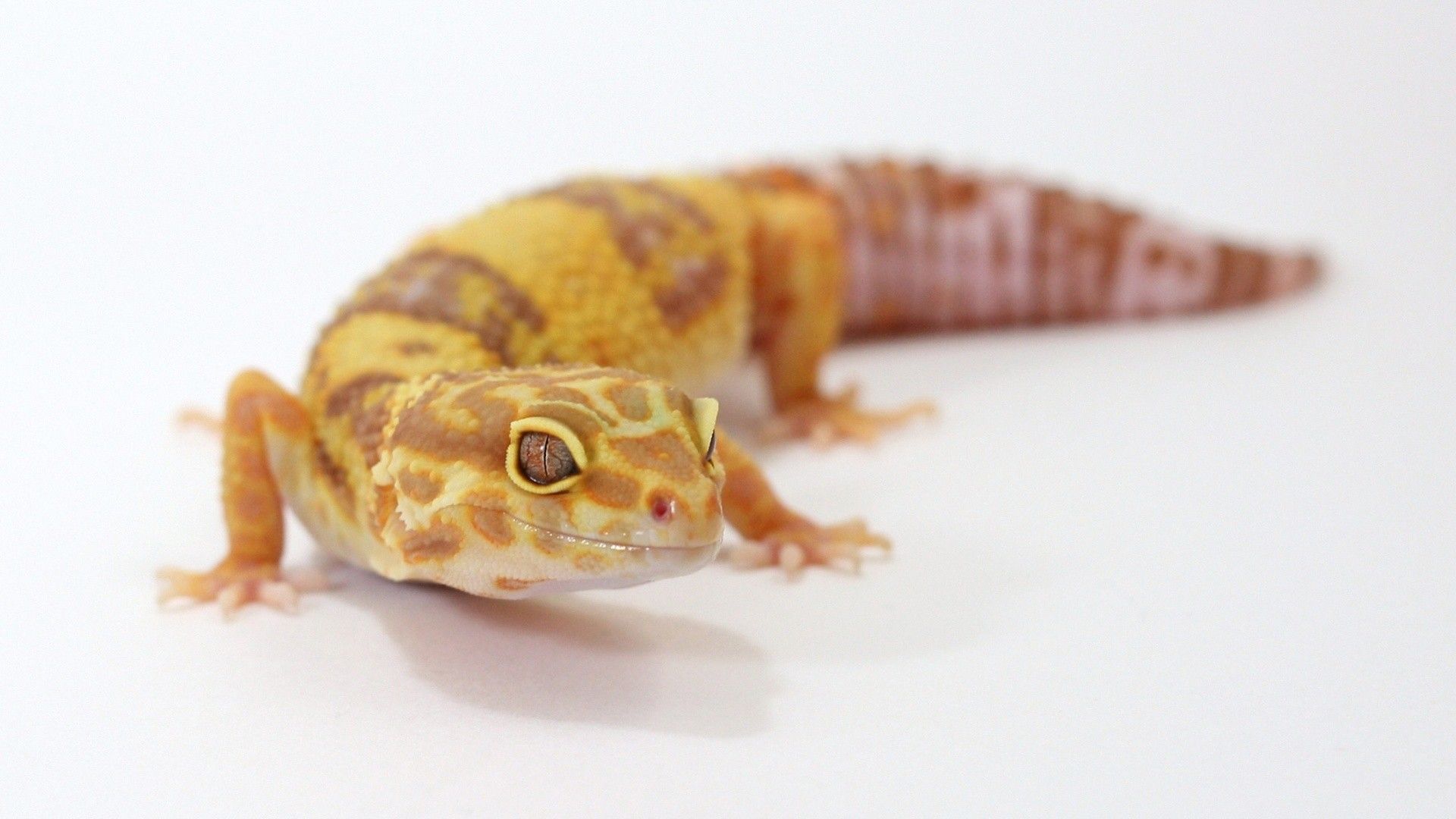 Leopard Gecko Wallpapers