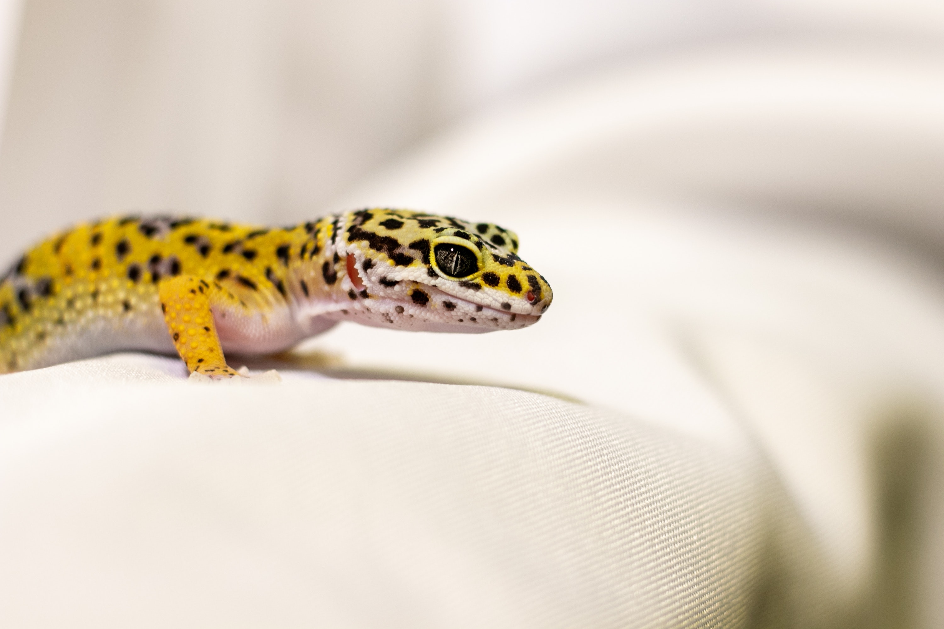 Leopard Gecko Wallpapers