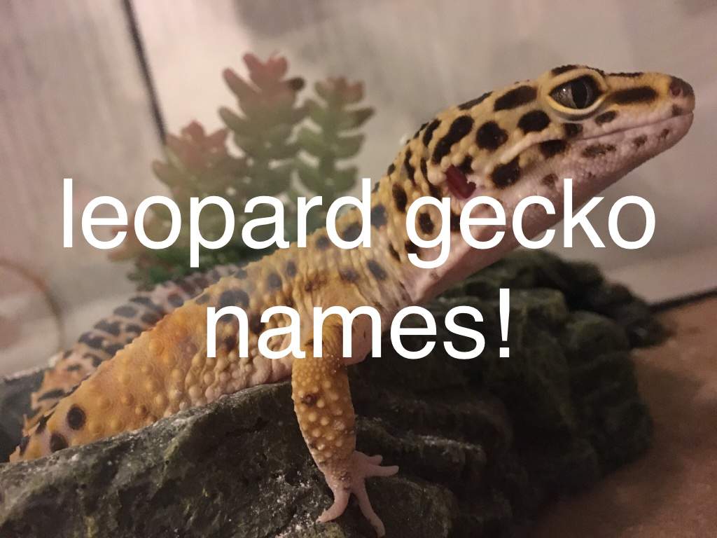 Leopard Gecko Wallpapers