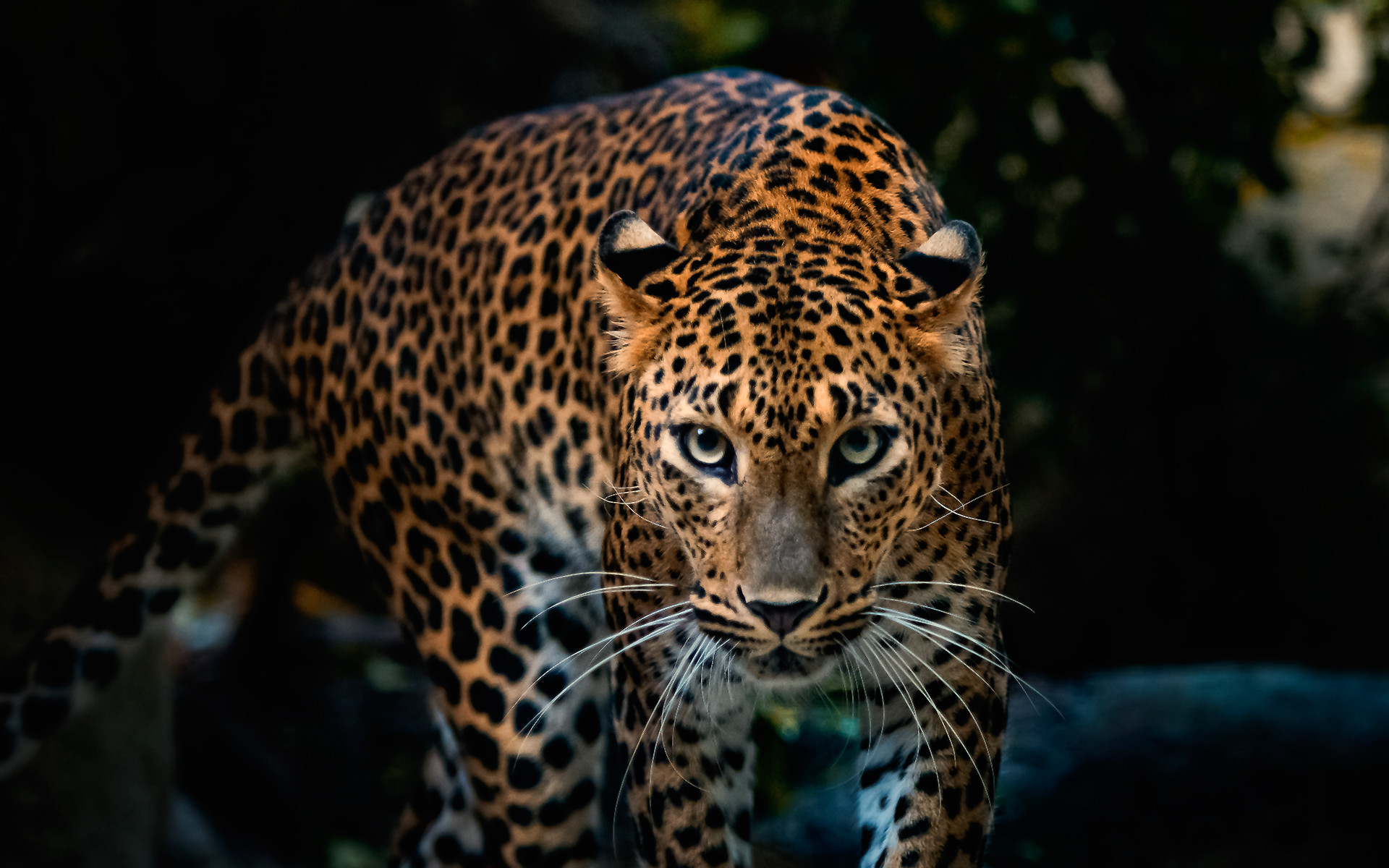 Leopard Screensaver Wallpapers