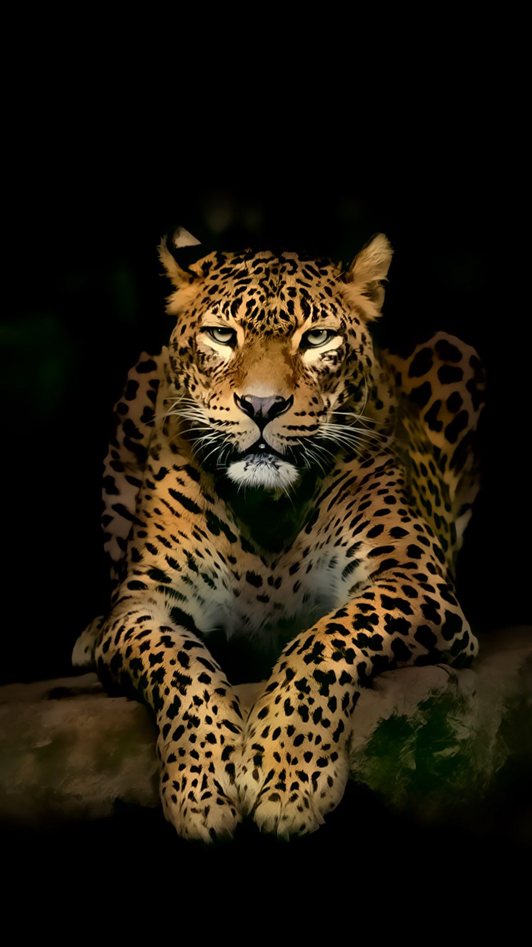 Leopard Screensaver Wallpapers