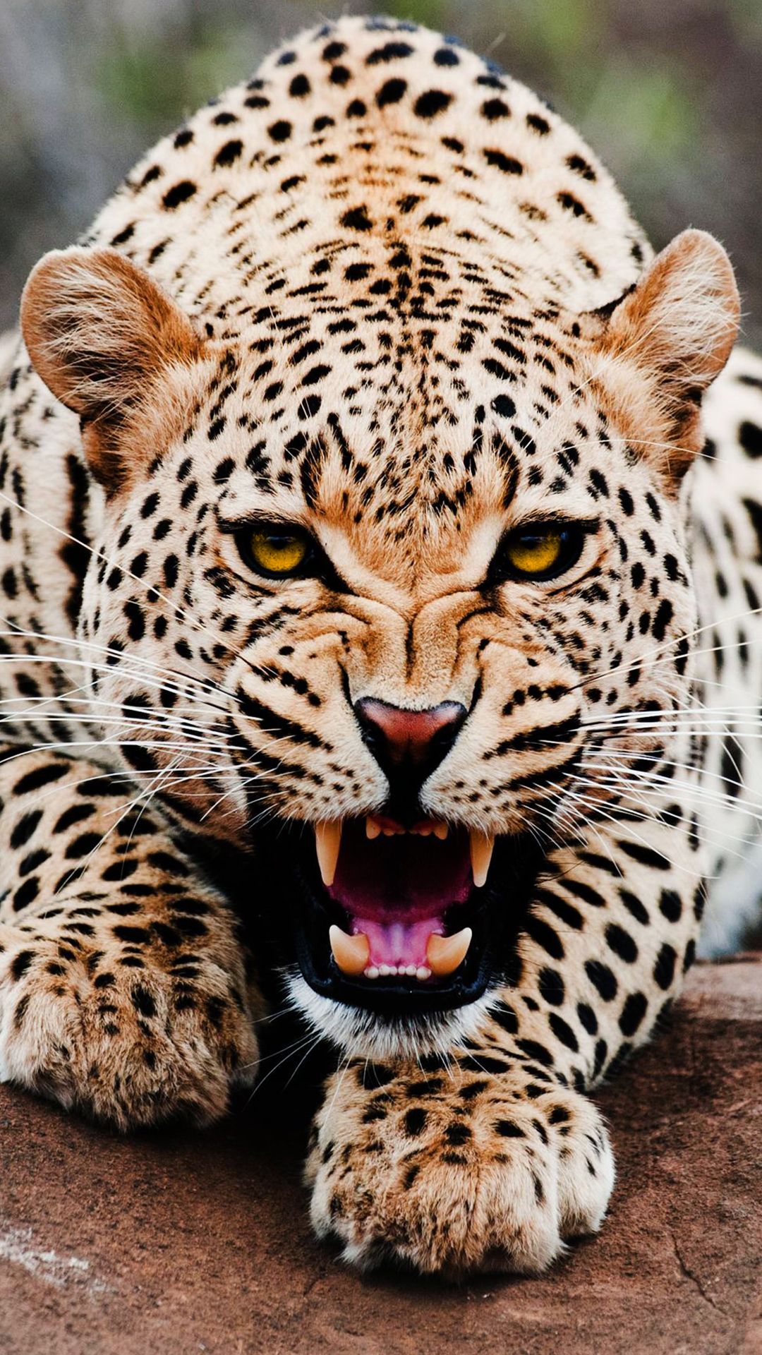 Leopard For Phone Wallpapers