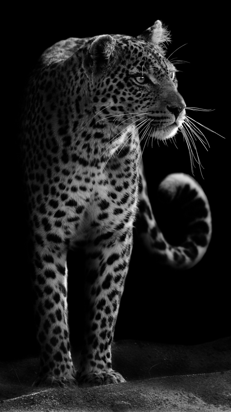 Leopard For Phone Wallpapers