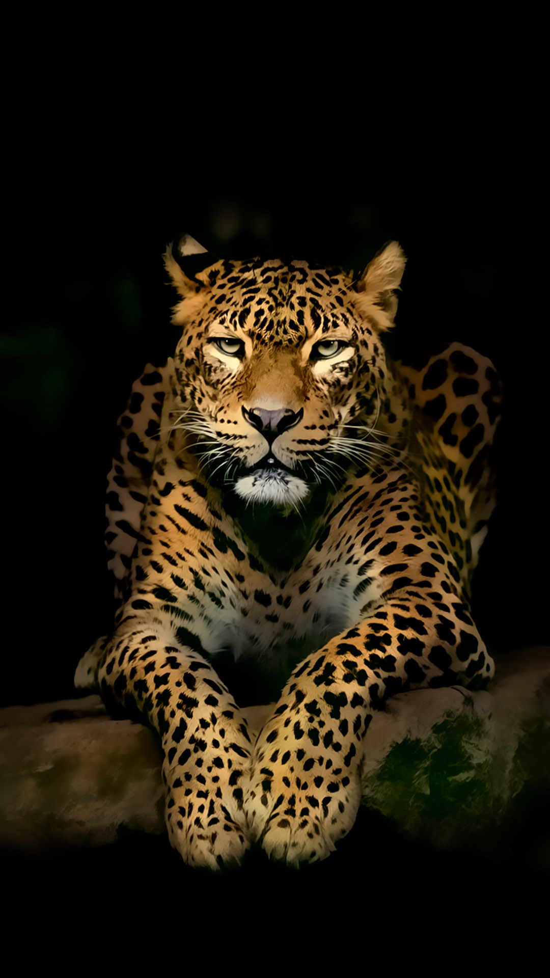 Leopard Hd Wallpapers