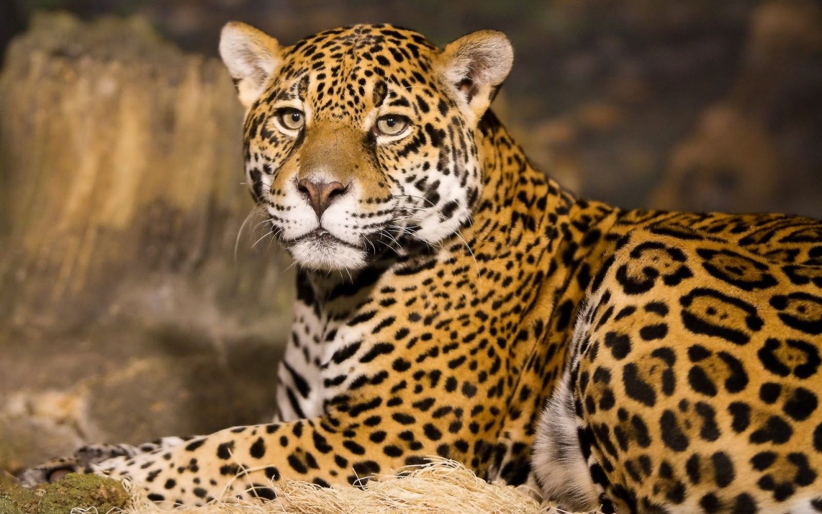 Leopard Hd Wallpapers