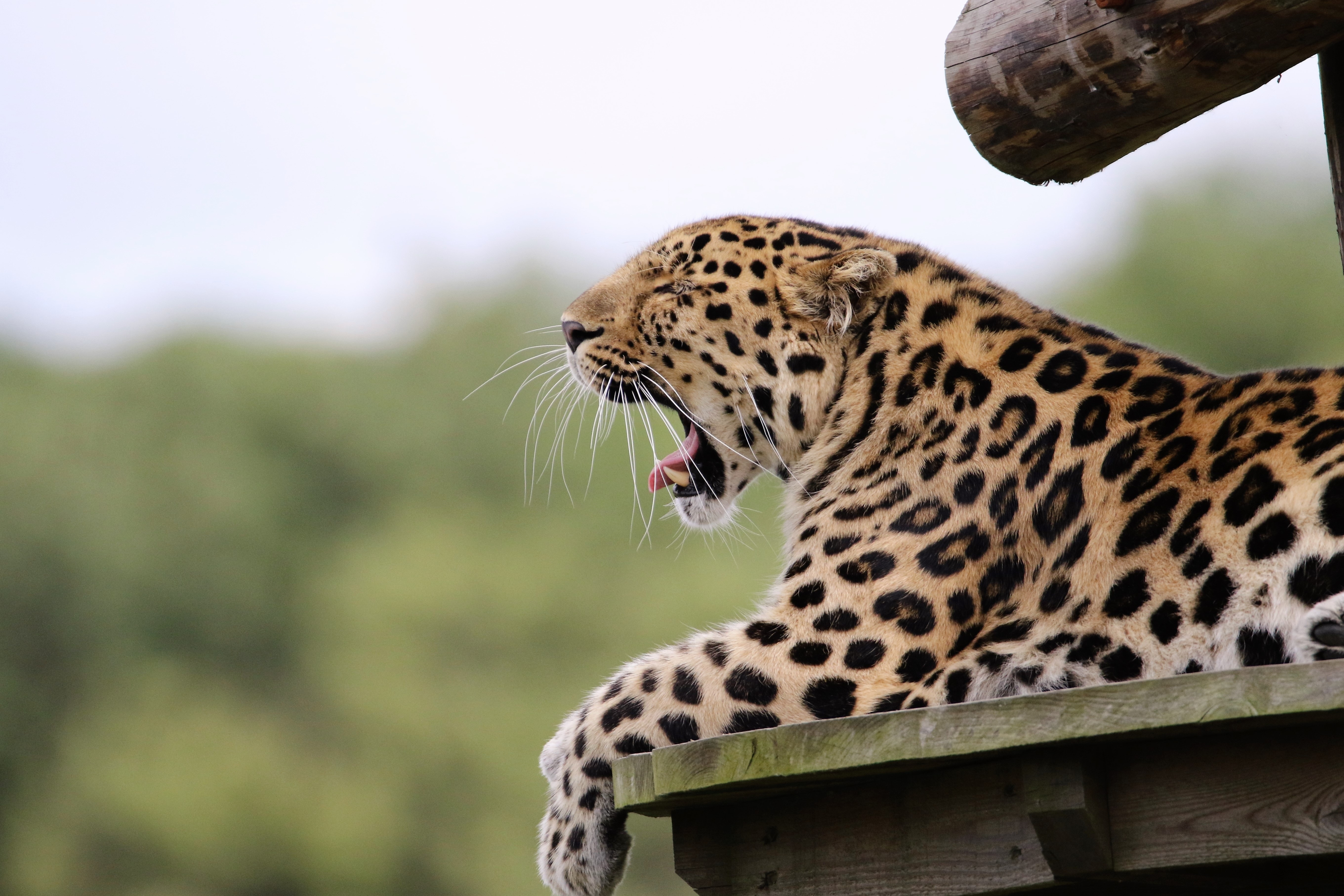 Leopard Hd Wallpapers