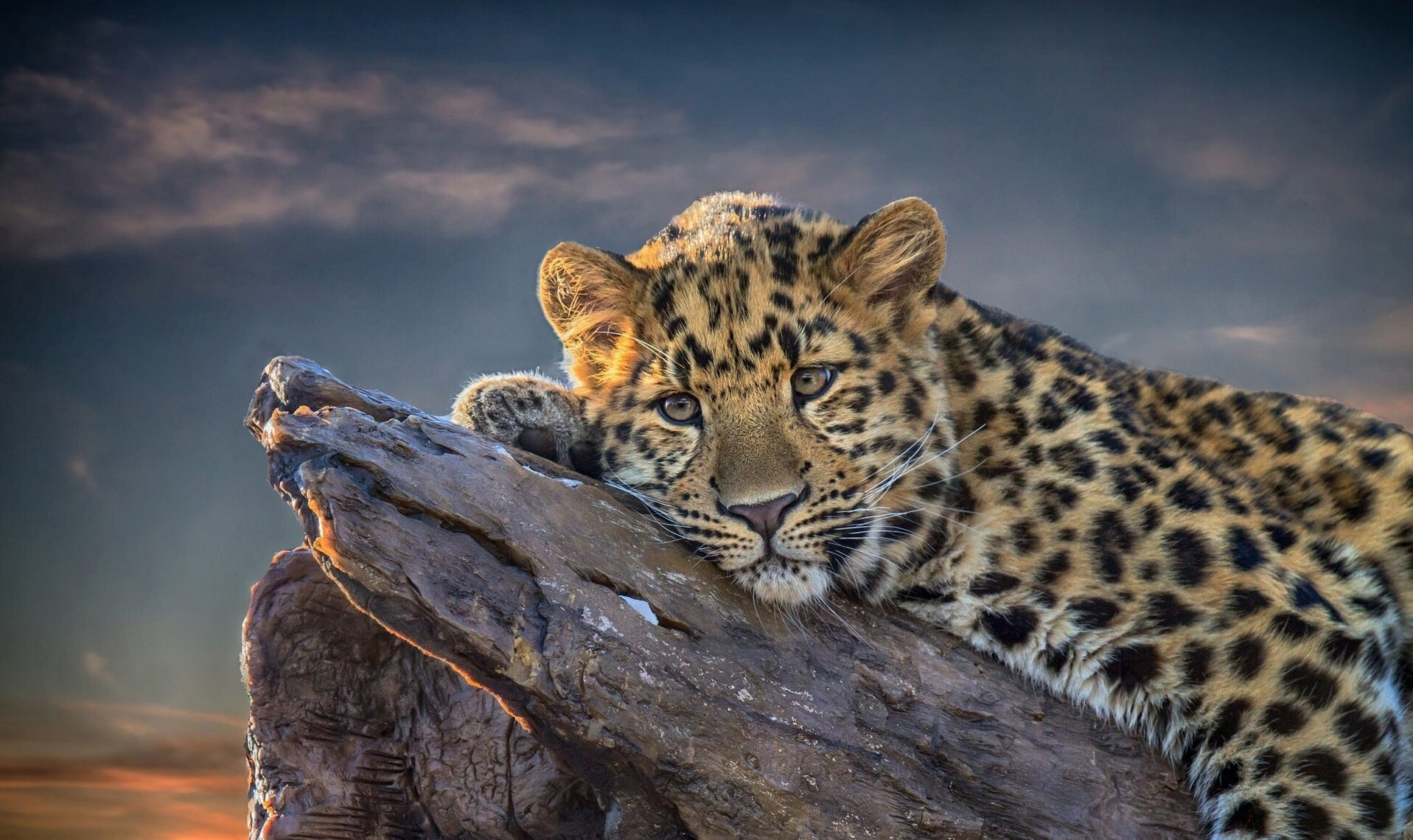 Leopard Hd Wallpapers