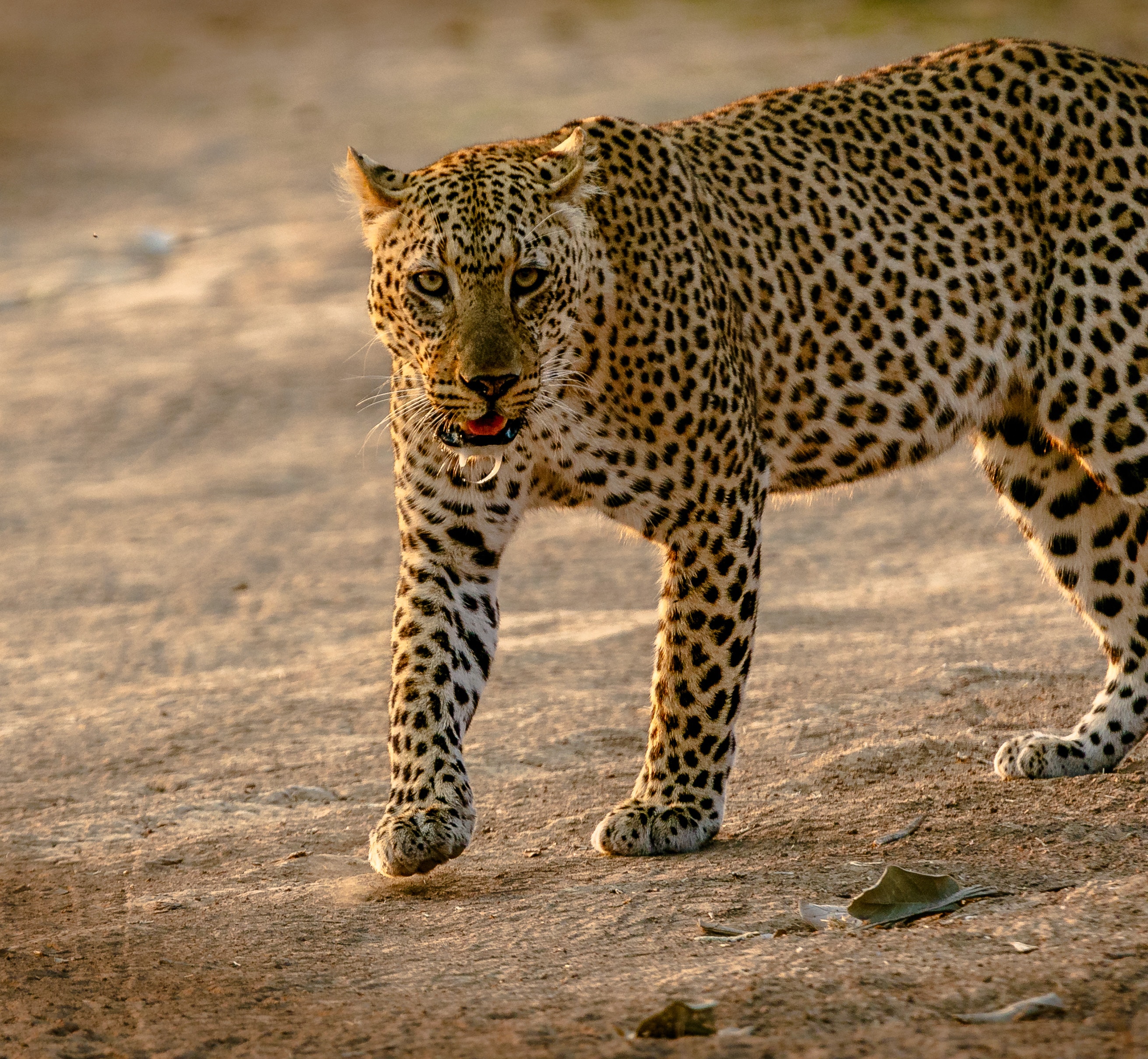 Leopard Hd Wallpapers