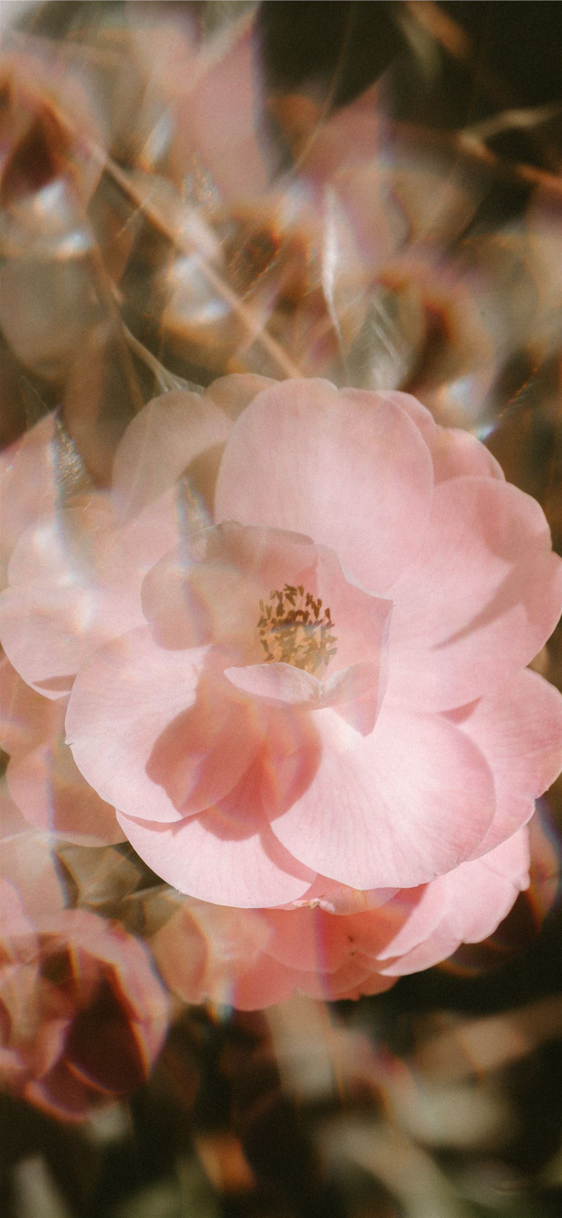 Light Pink Flowers Aesthetic Wallpapers