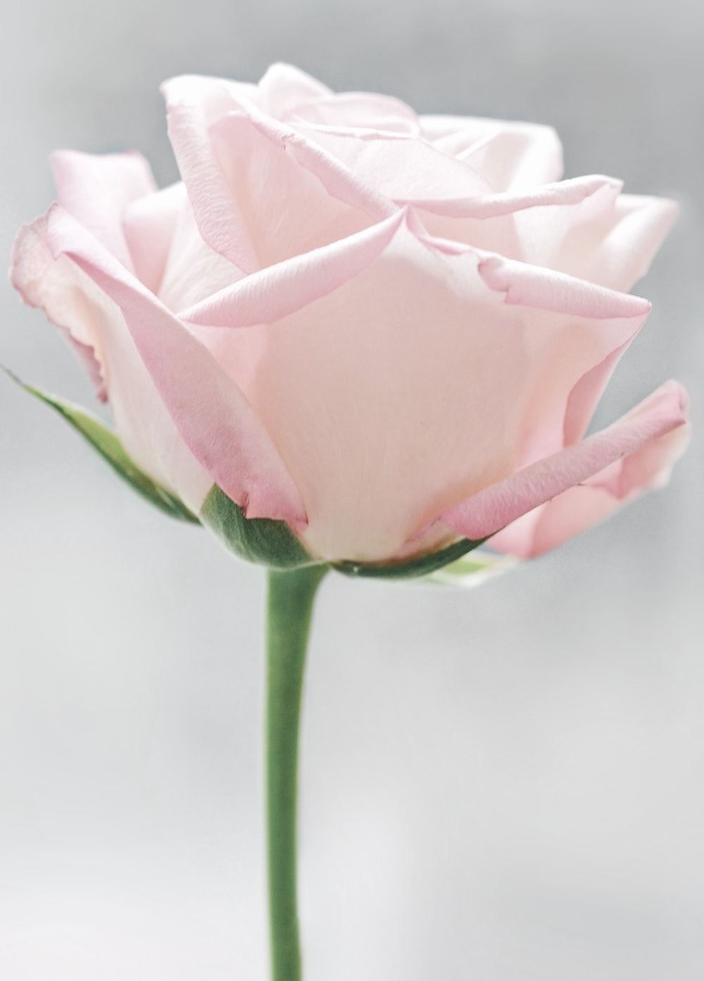 Light Pink Rose Wallpapers