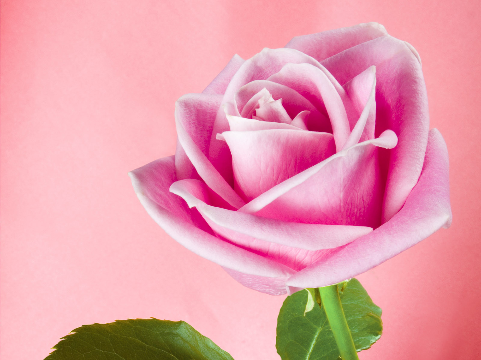 Light Pink Rose Wallpapers