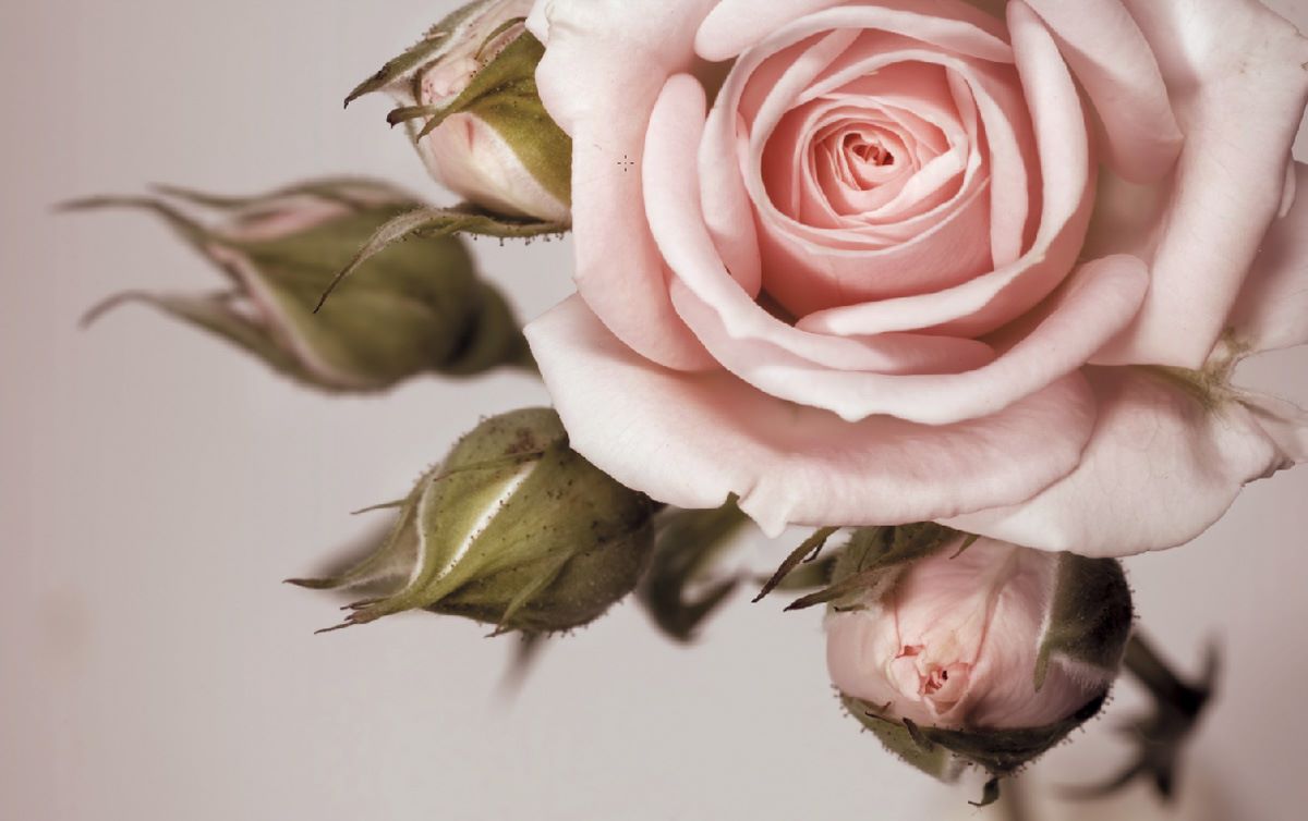 Light Pink Rose Wallpapers