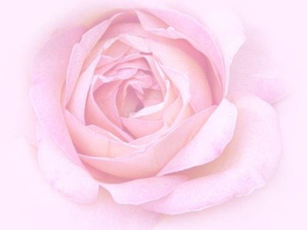 Light Pink Rose Wallpapers