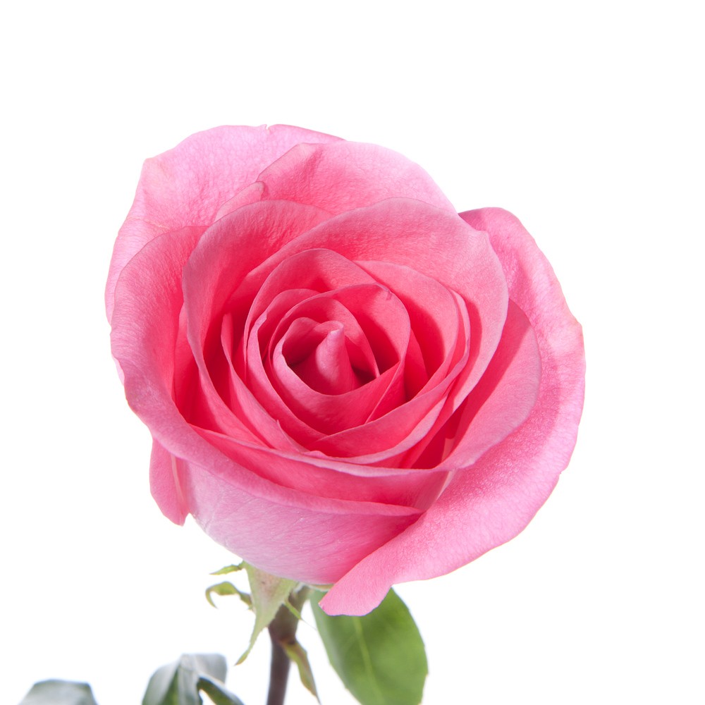 Light Pink Rose Wallpapers