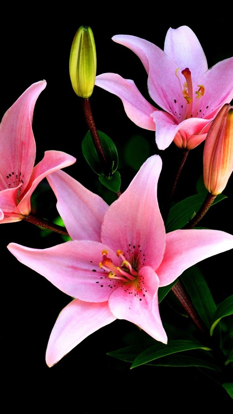 Lilies Iphone Wallpapers