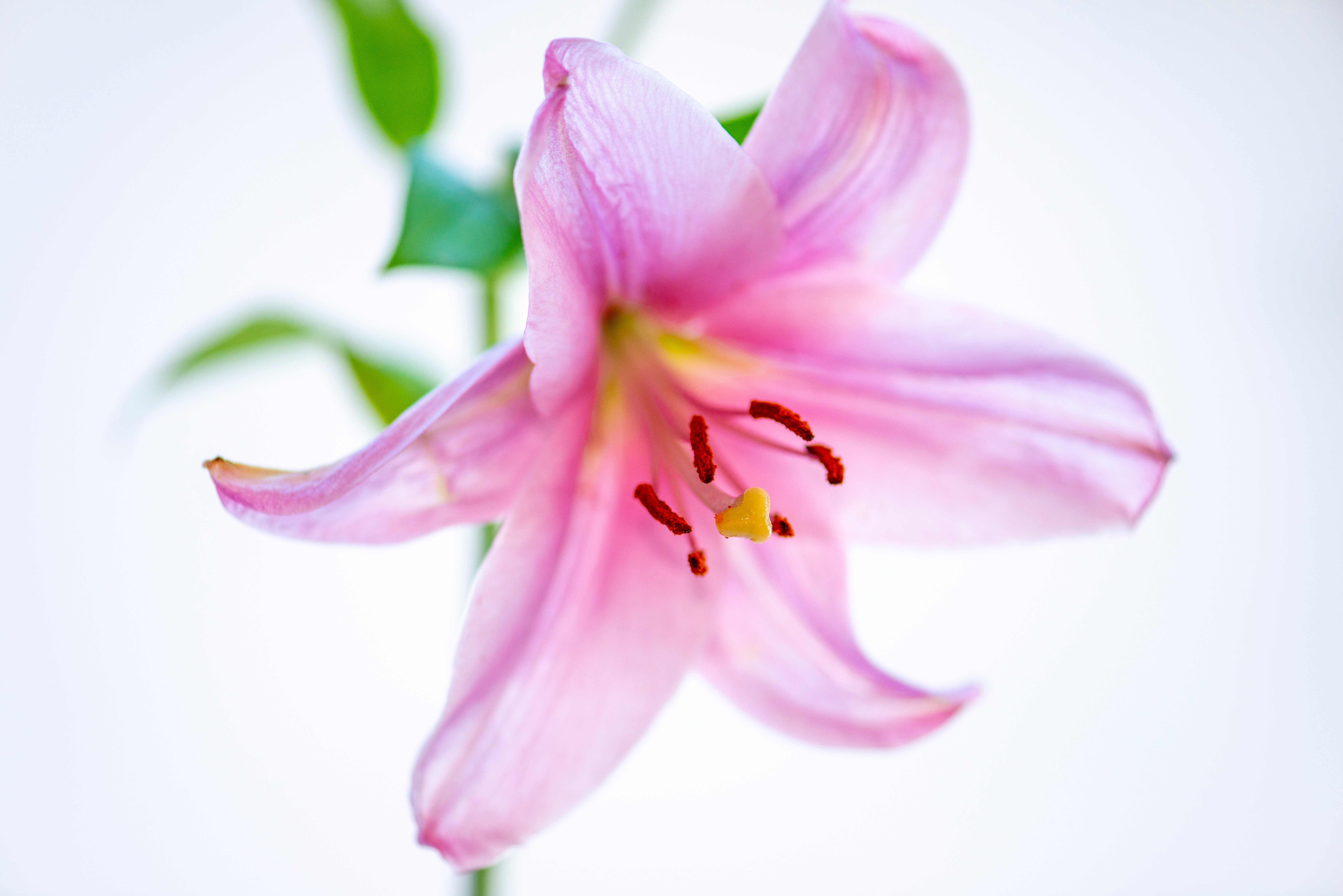 Lily Flower Wallpapers