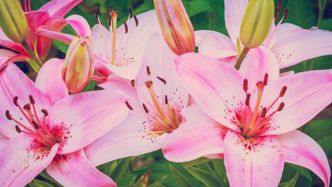 Lily Flowers Pic Wallpapers