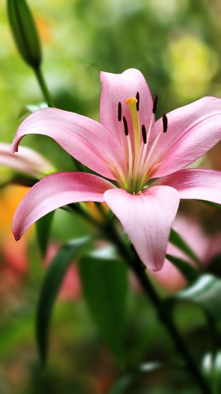 Lily Flowers Pic Wallpapers