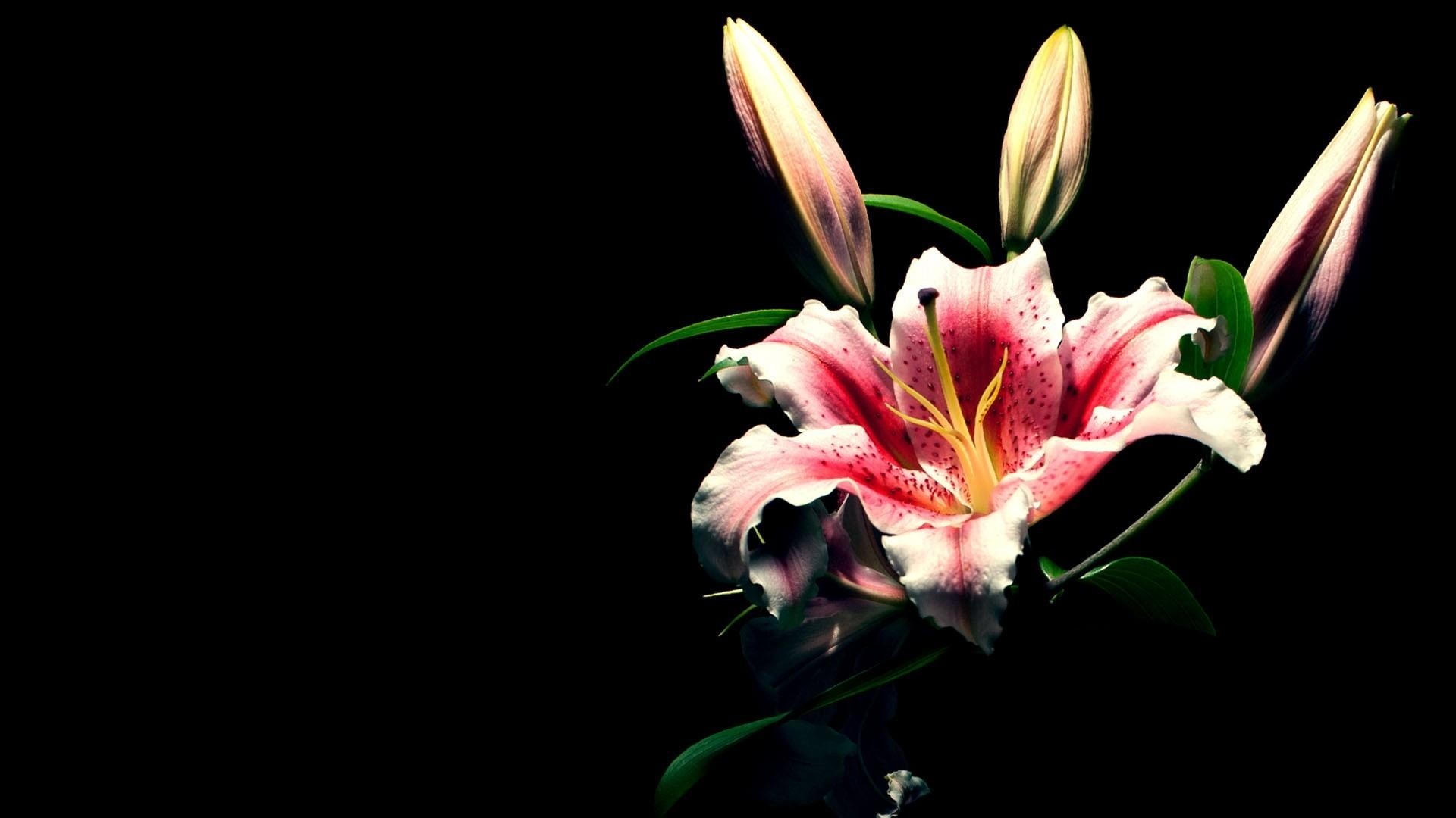 Lily Flowers Pic Wallpapers