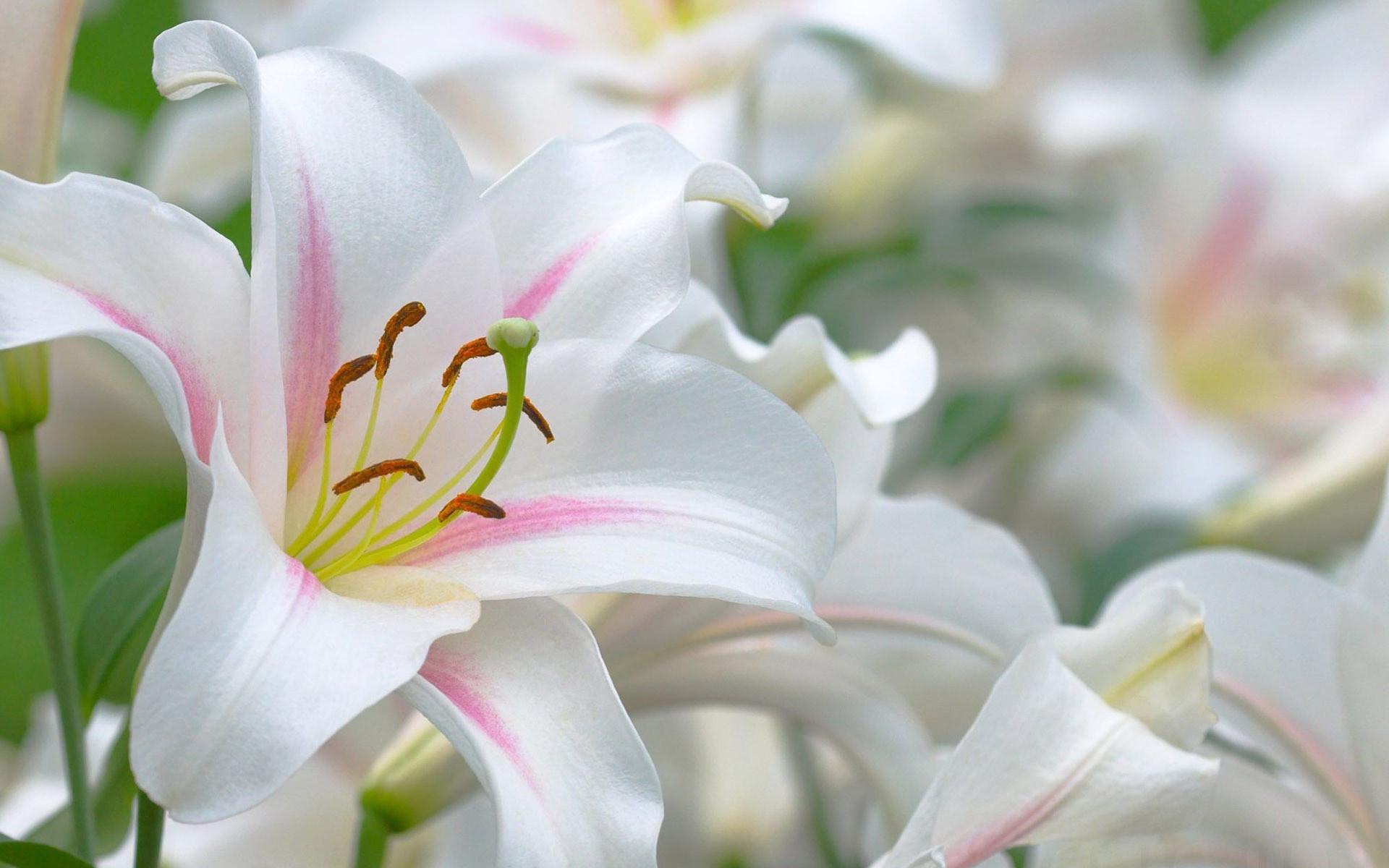 Lily Flowers Pic Wallpapers