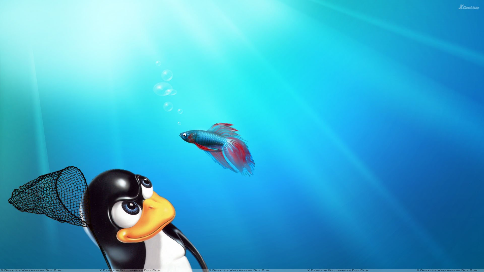 Linux Windows Wallpapers