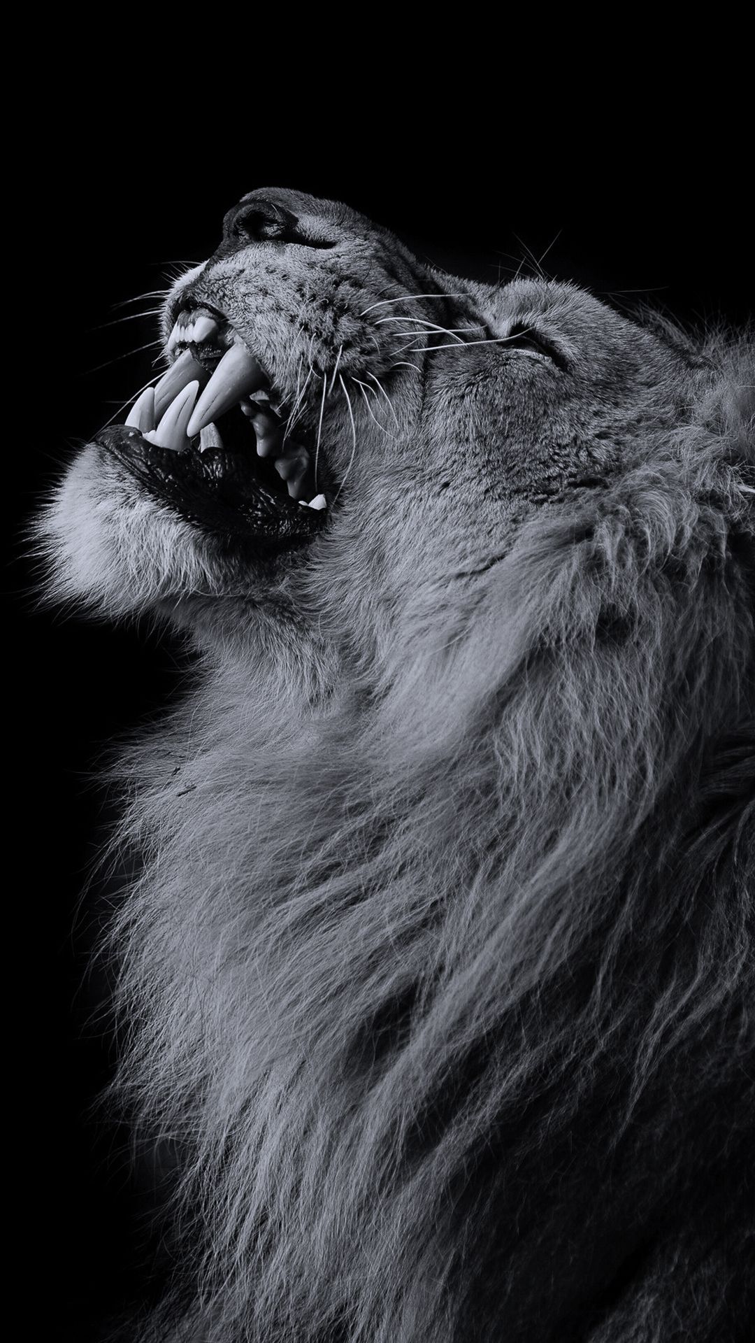 Lion Black Wallpapers