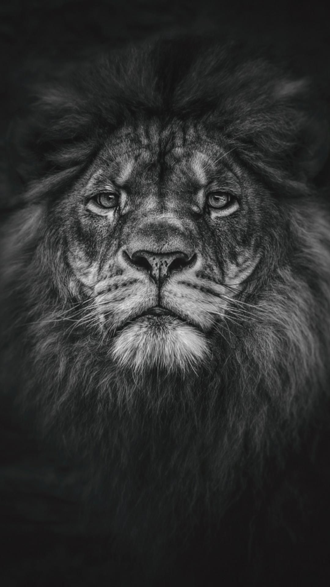 Lion Black Wallpapers