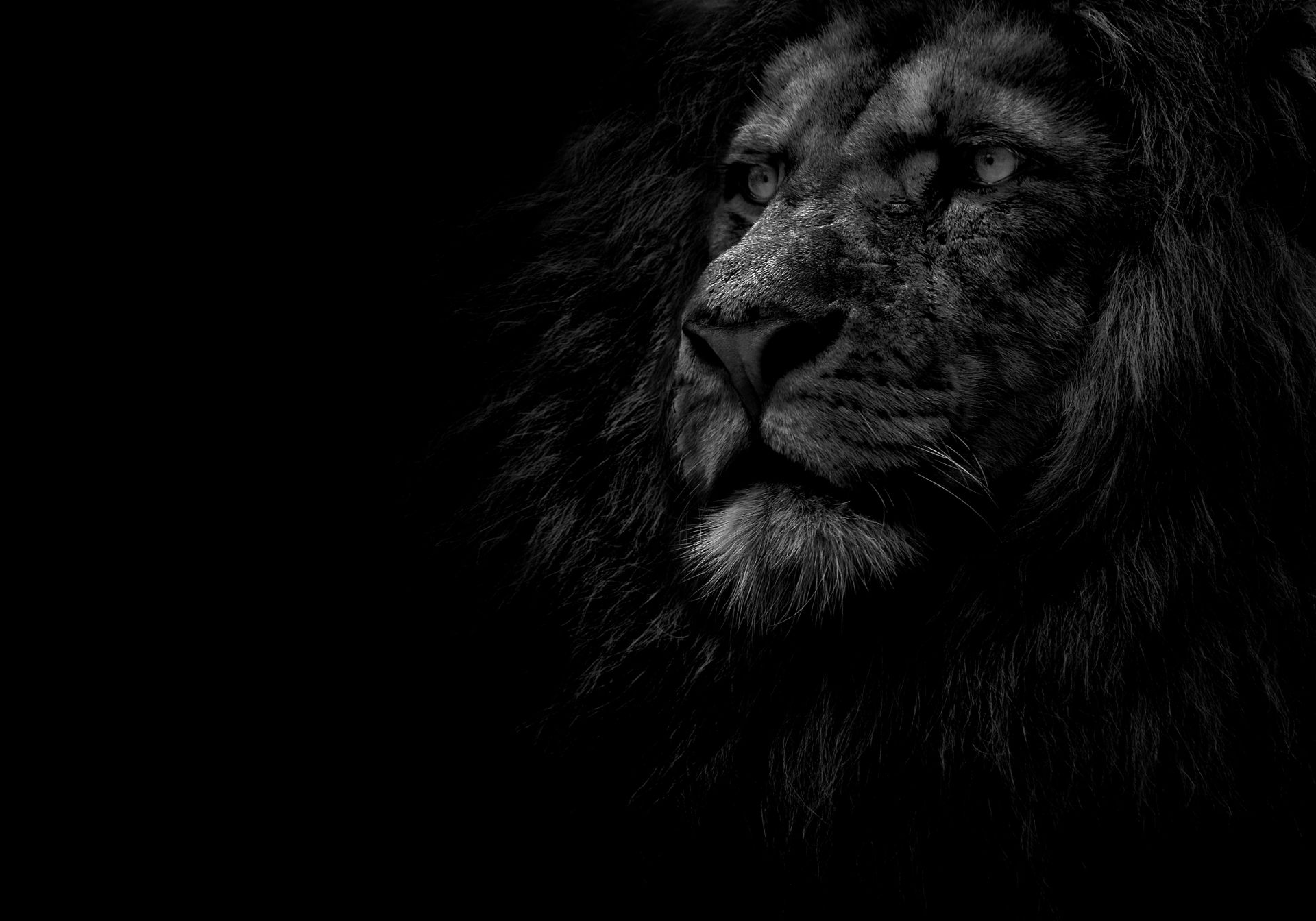 Lion Black Wallpapers