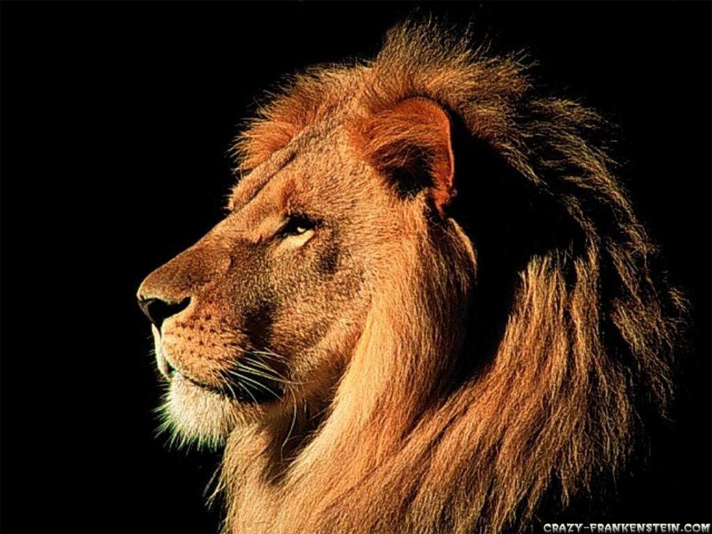 Lion Brave Wallpapers