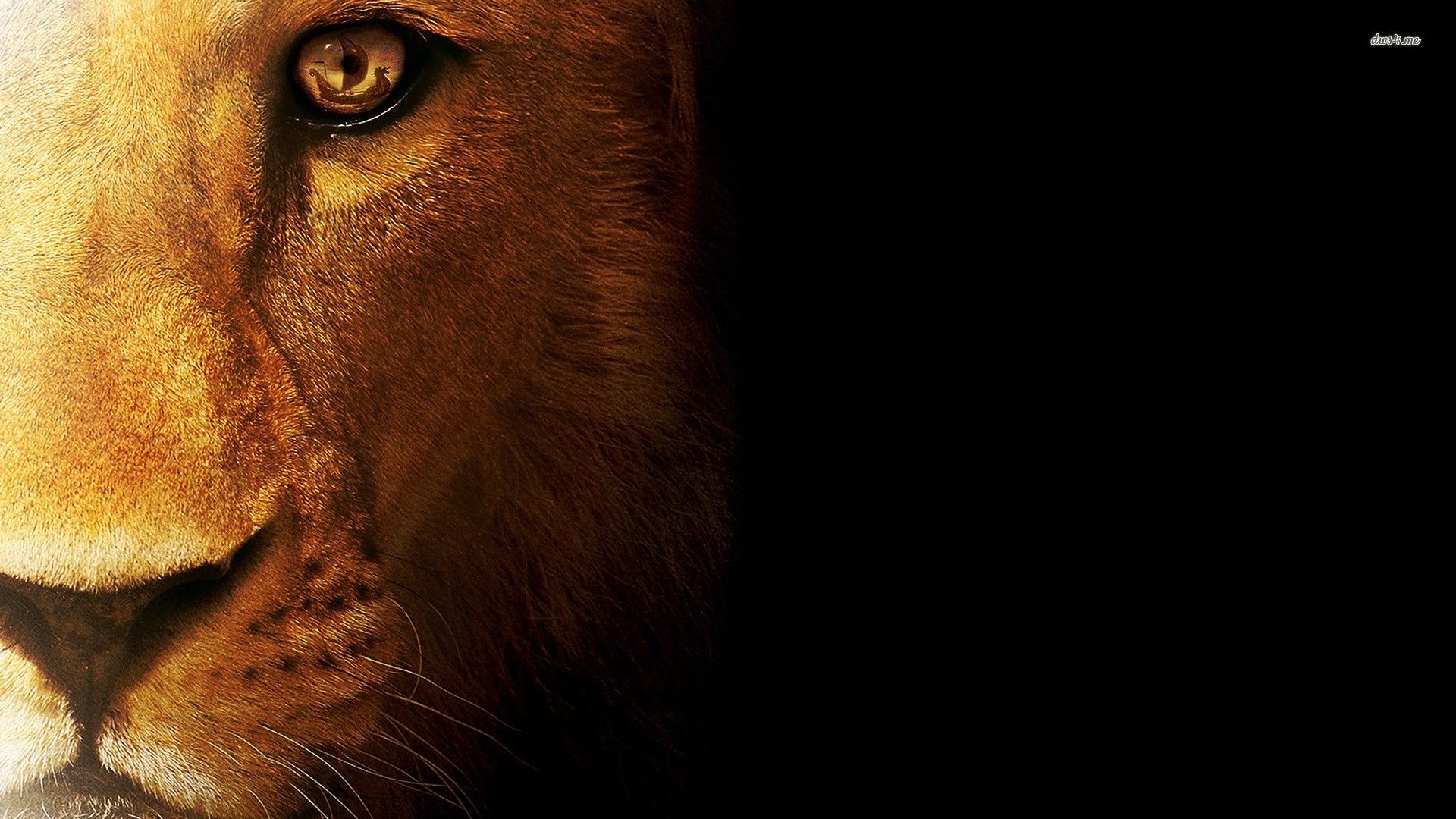 Lion Brave Wallpapers