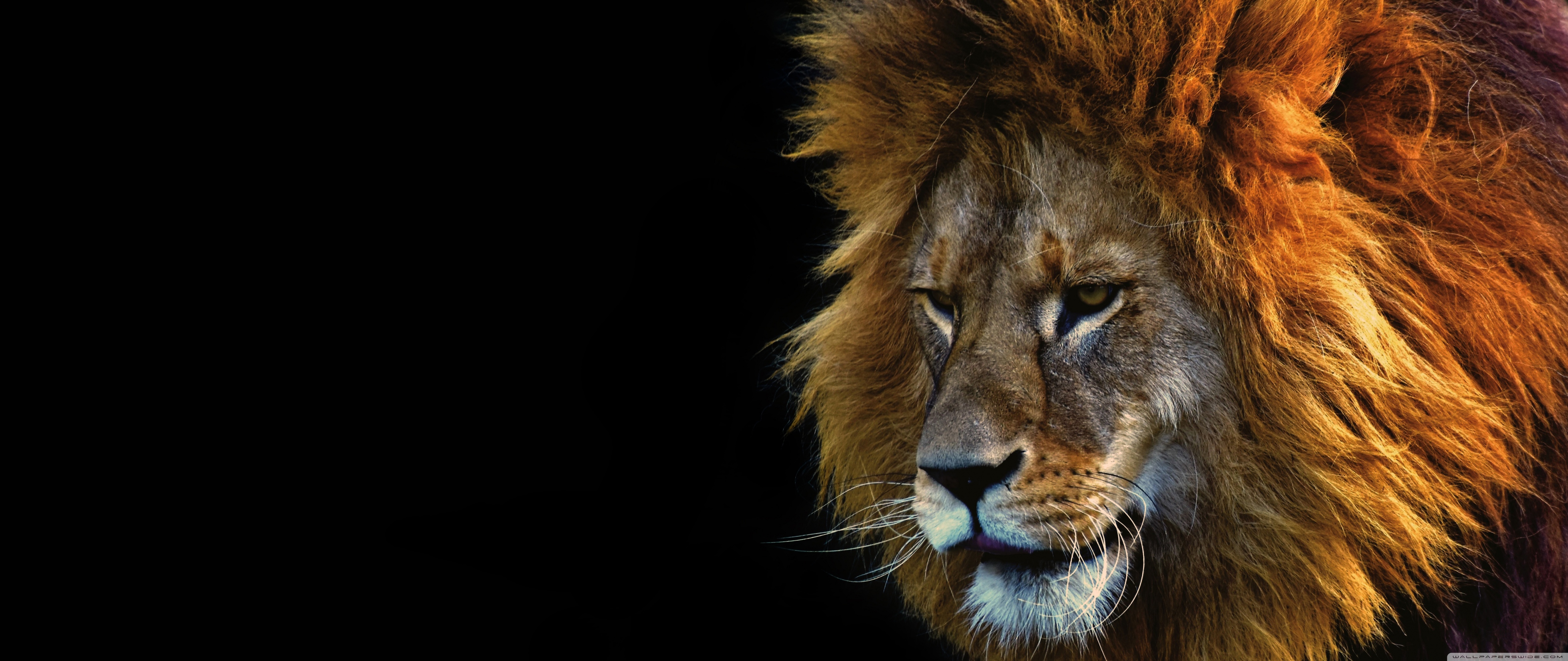 Lion Face Wallpapers