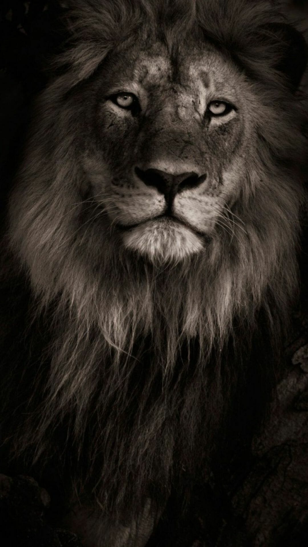 Lion Face Wallpapers