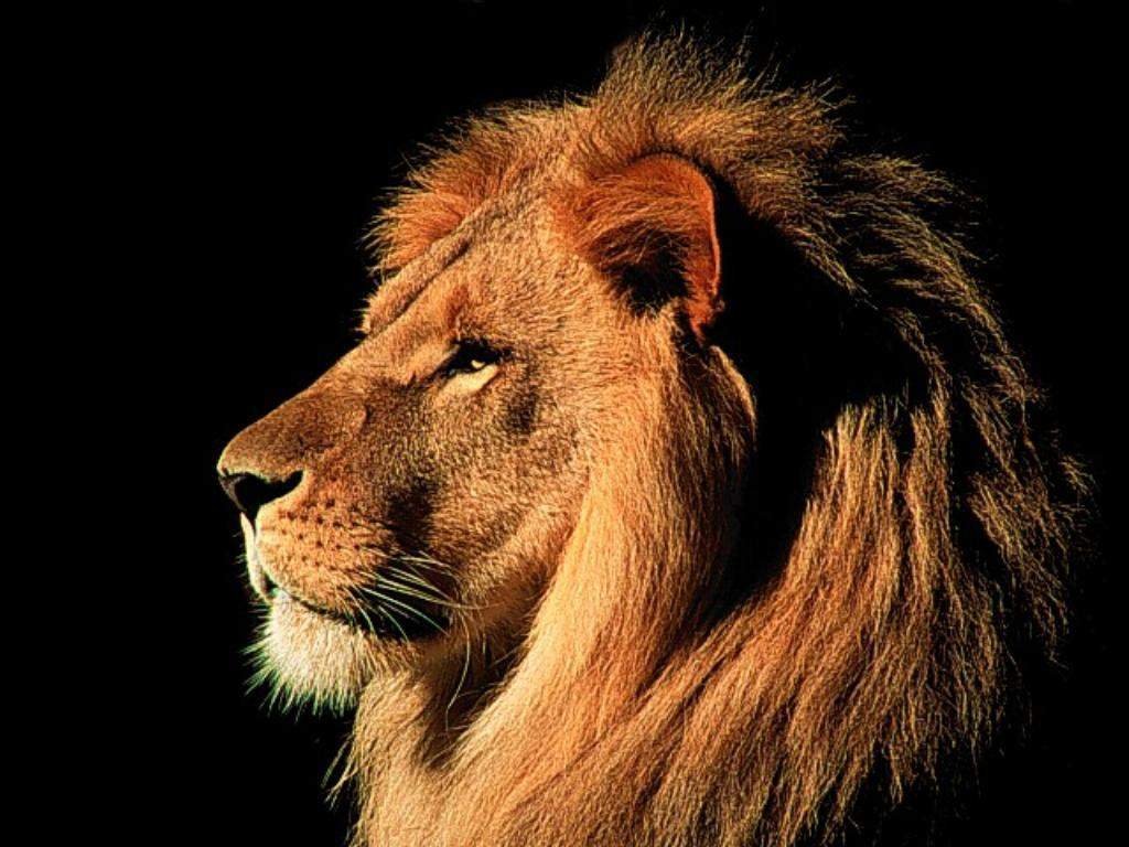 Lion Face Wallpapers