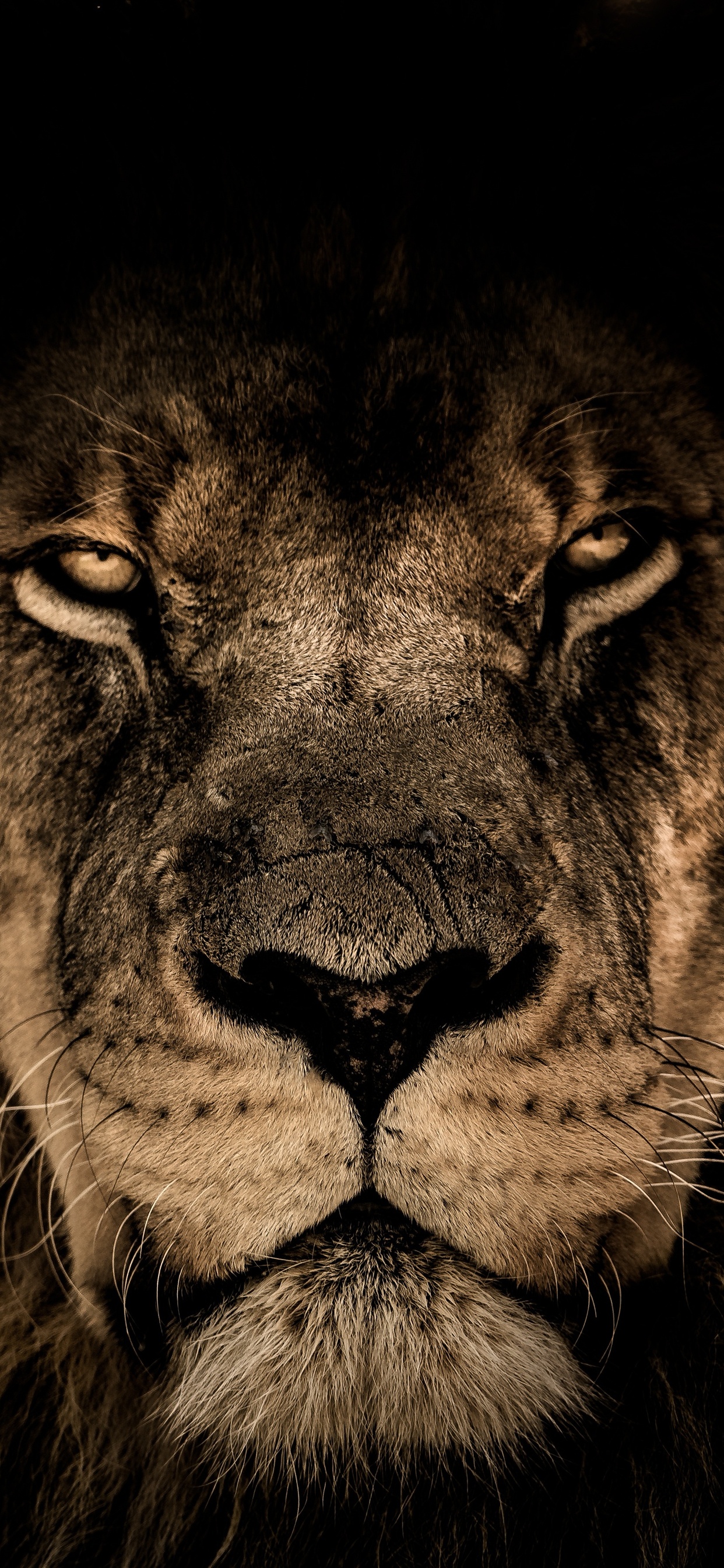 Lion Face Wallpapers